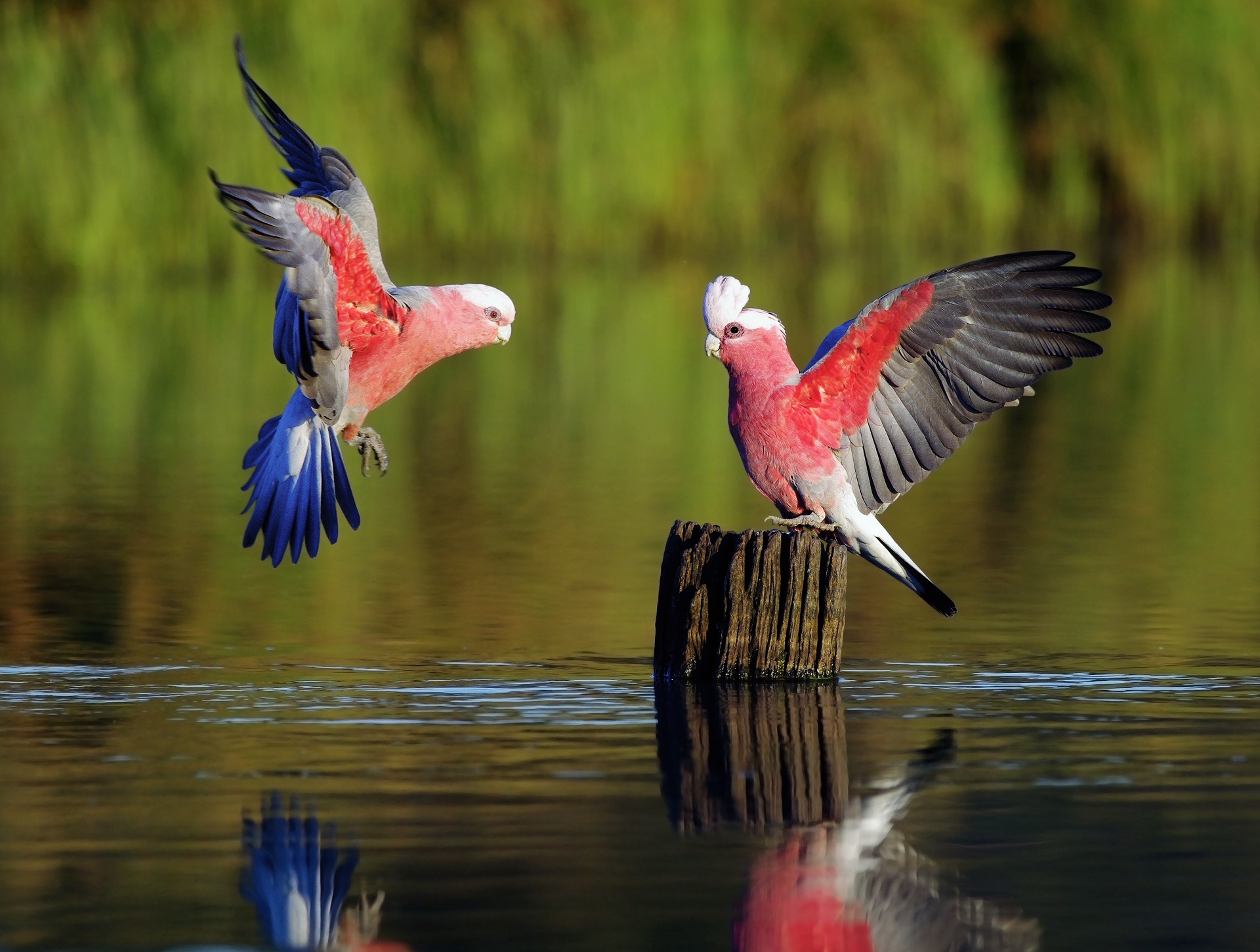 parrots, rivers, birds, color, animals, feather, wood, wooden, wave, stump, sweep wallpapers for tablet