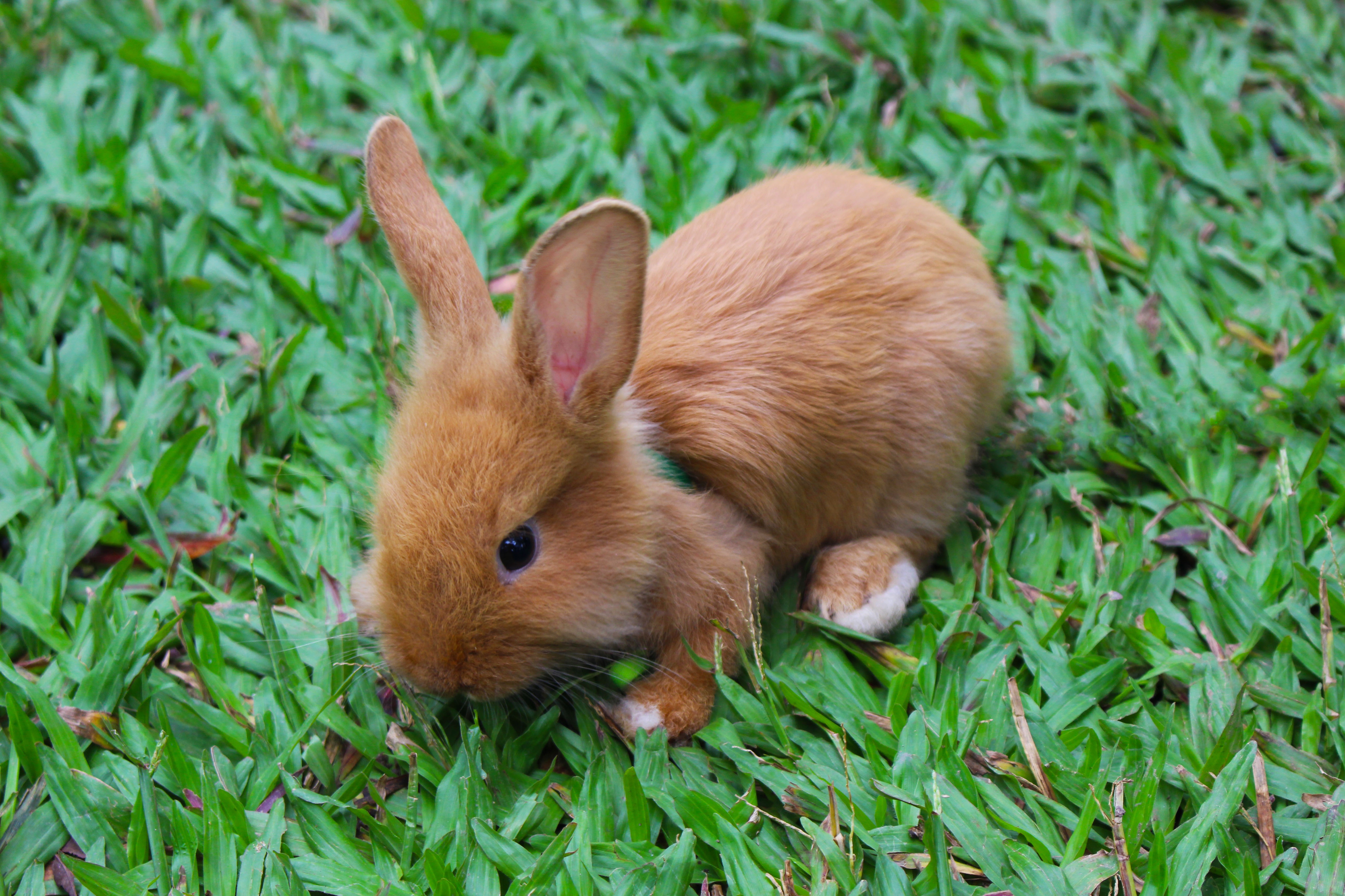 animals, rabbit, small, decorative 1080p