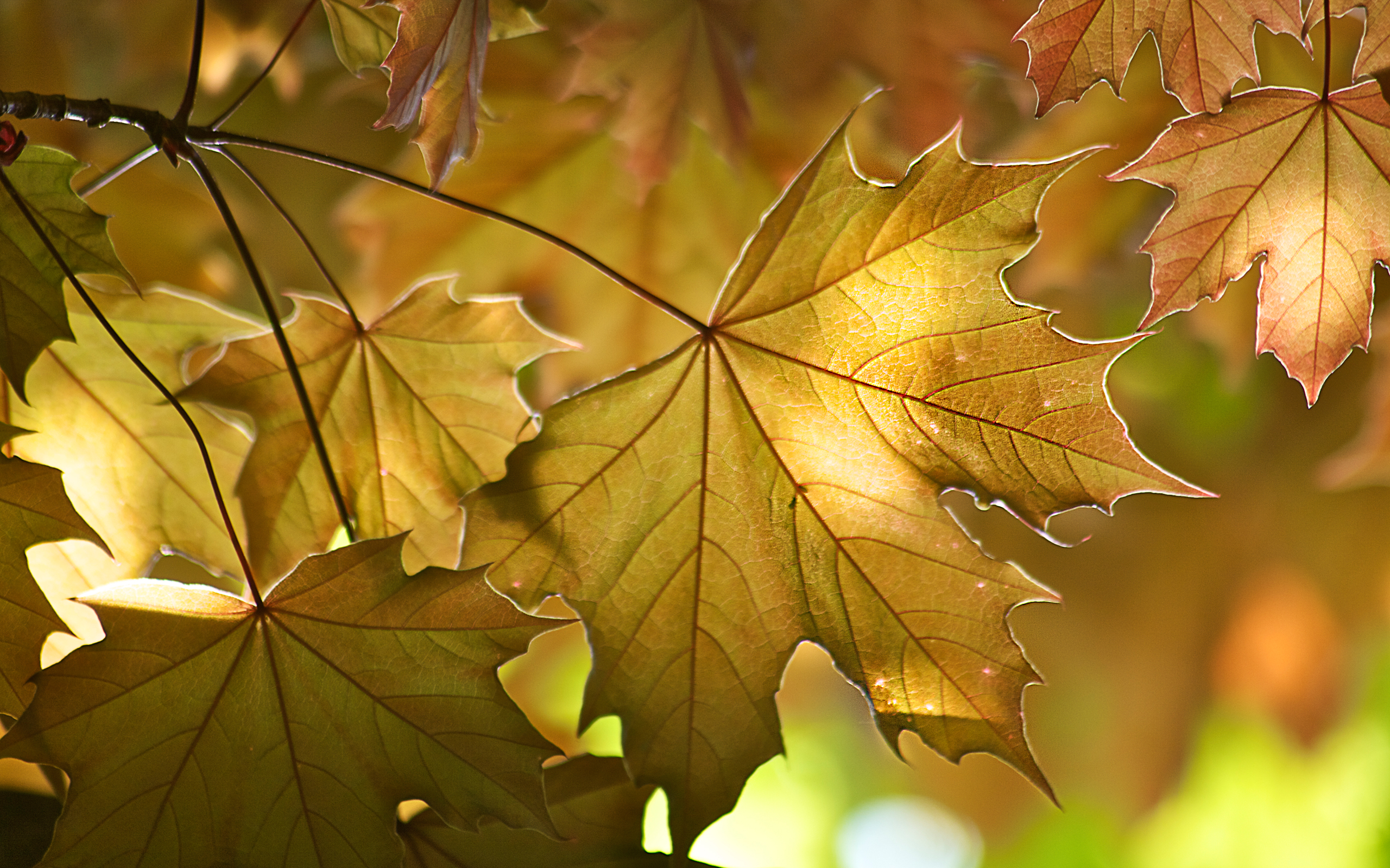 Телефон лист. Golden leaves Wallpaper. Passenger - Golden leaves.