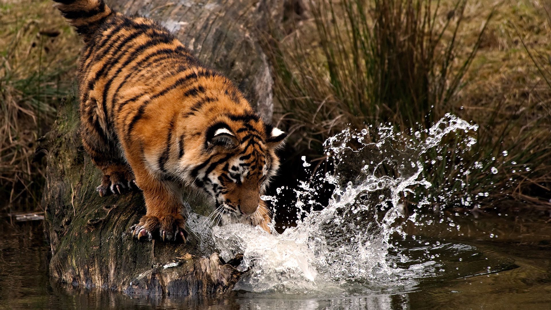 Free download wallpaper Animals, Hunt, Paw, Water, Hunting, Spray, Tiger on your PC desktop