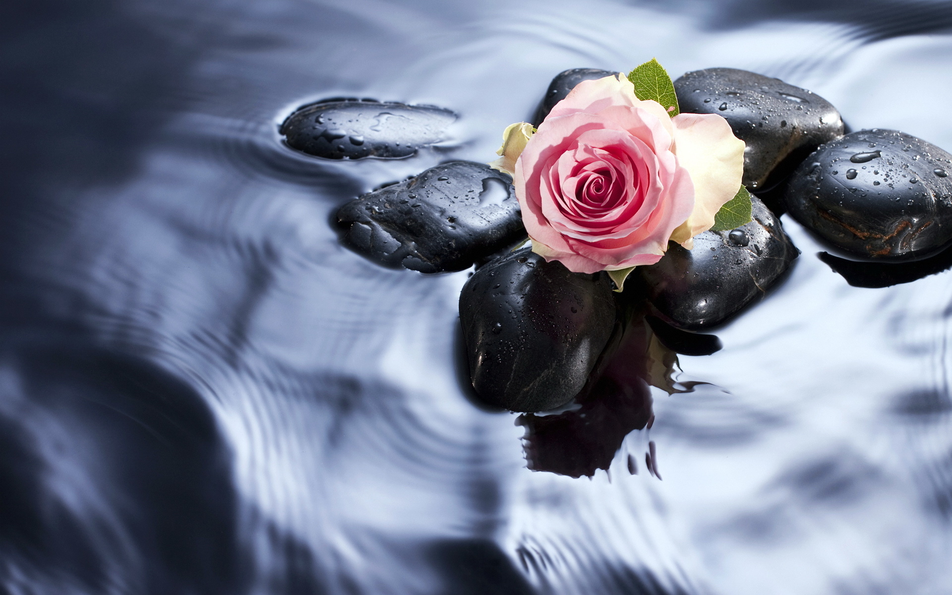 免费下载植物, 水, 石, 玫瑰手机壁纸。