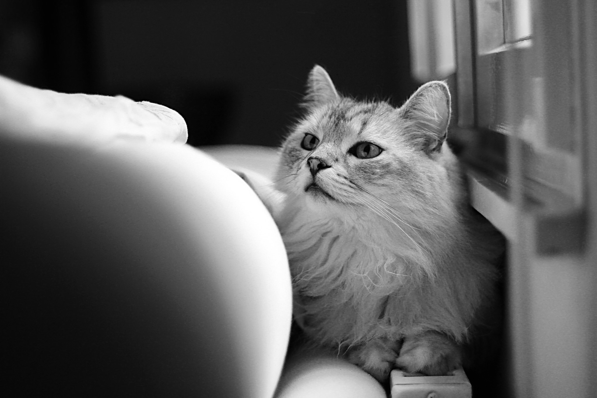 Черно белые фото кошек в отличном качестве
