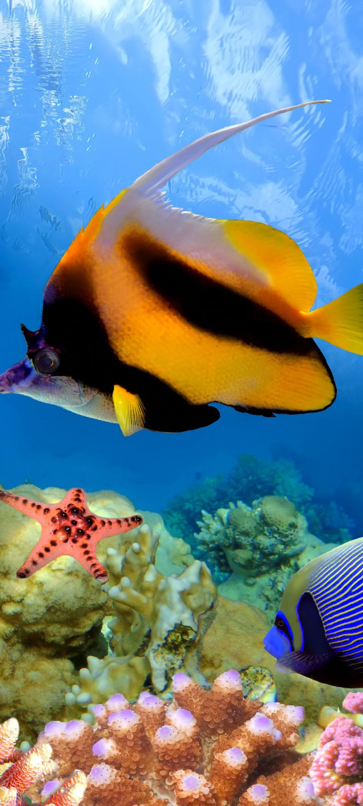 animal, fish, colors, coral, great barrier reef, underwater, fishes