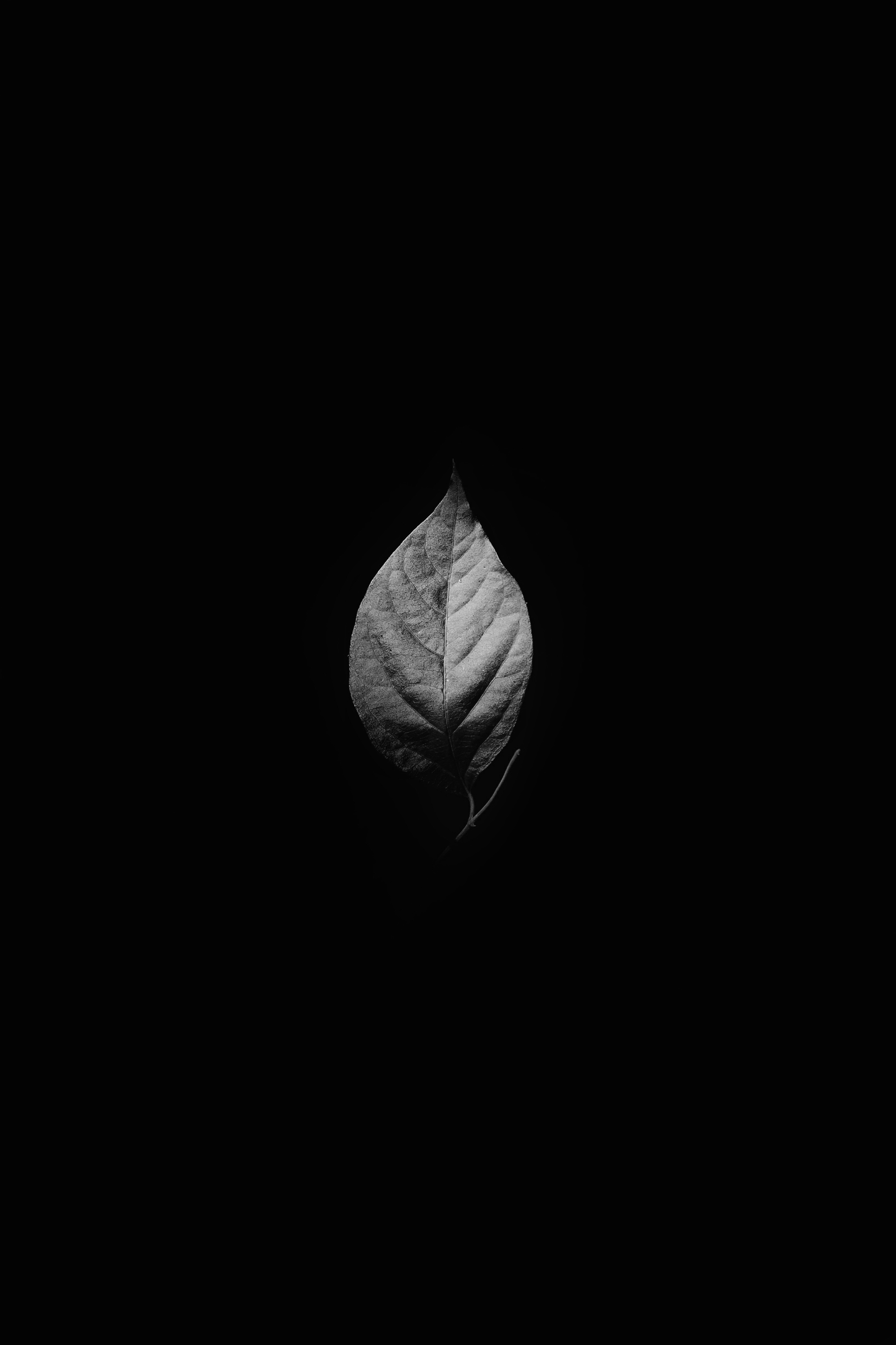 black, black background, bw, sheet, leaf, chb High Definition image