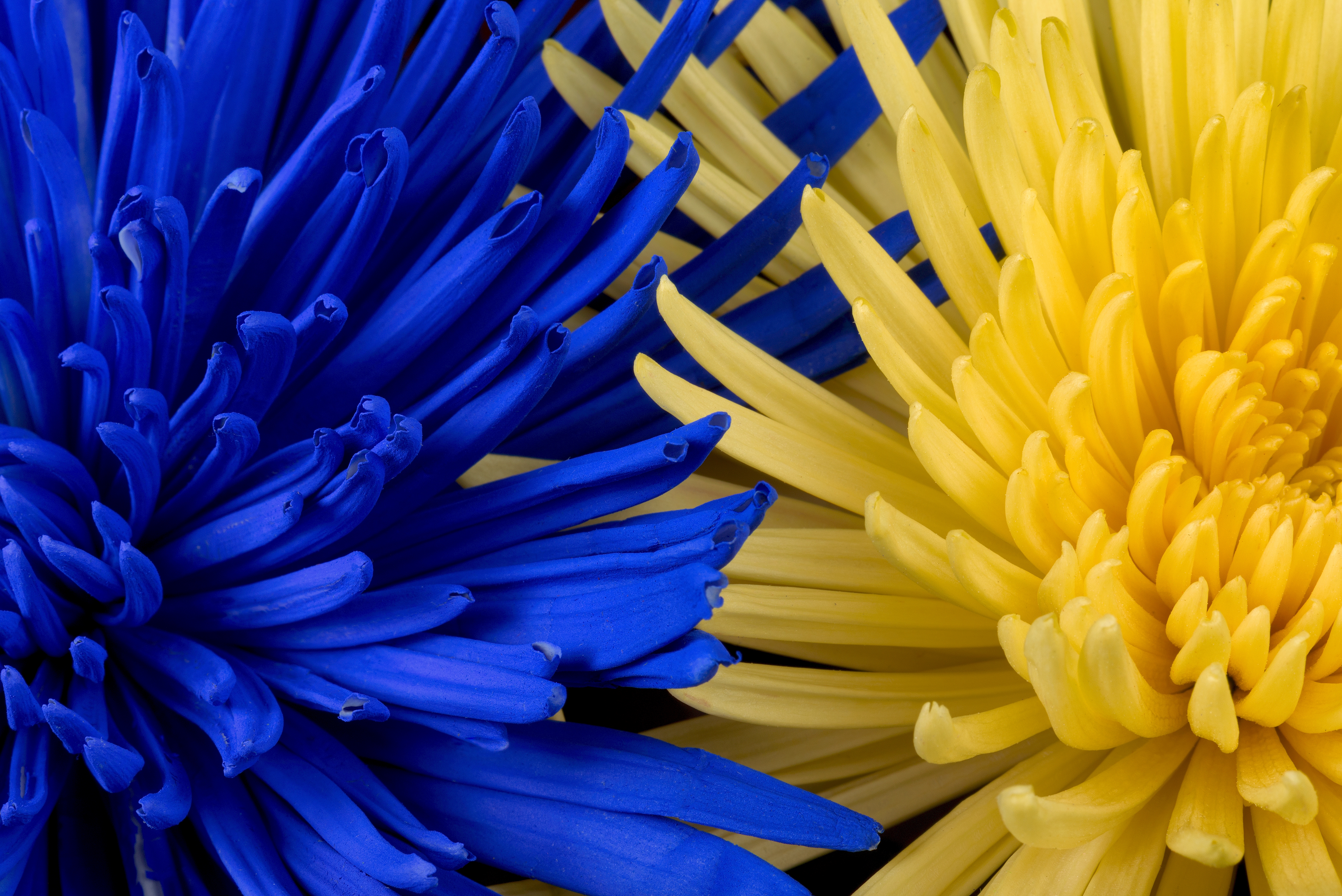 80999 завантажити шпалери квіти, жовтий, пелюстки, синій - заставки і картинки безкоштовно