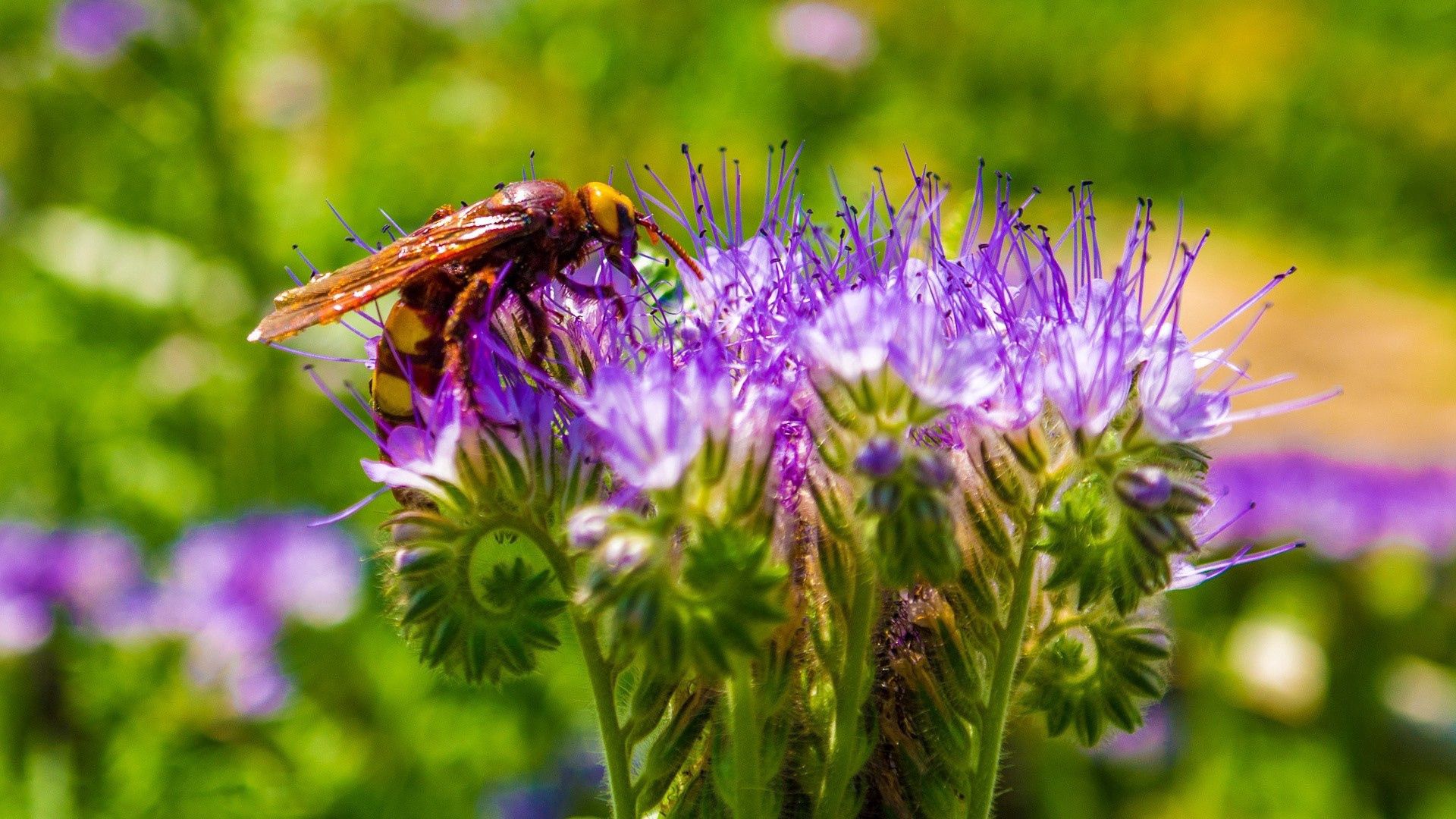 Download mobile wallpaper Pollination, Stem, Stalk, Macro, Flower, Bee for free.