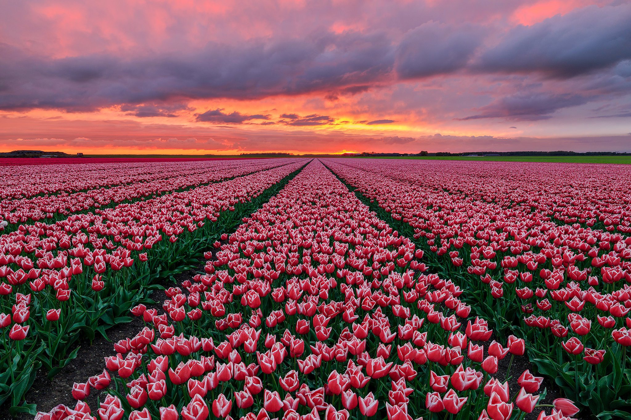 Поля тюльпанов в нидерландах фото