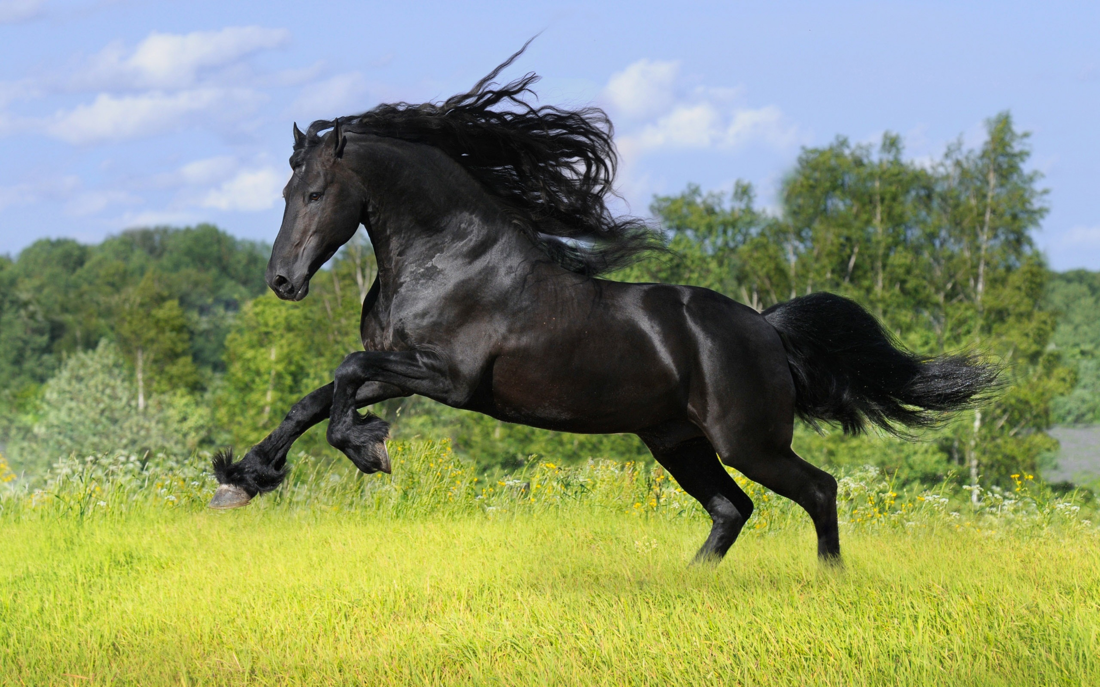 715287 скачать обои фризская лошадь, животные, бег - заставки и картинки бесплатно