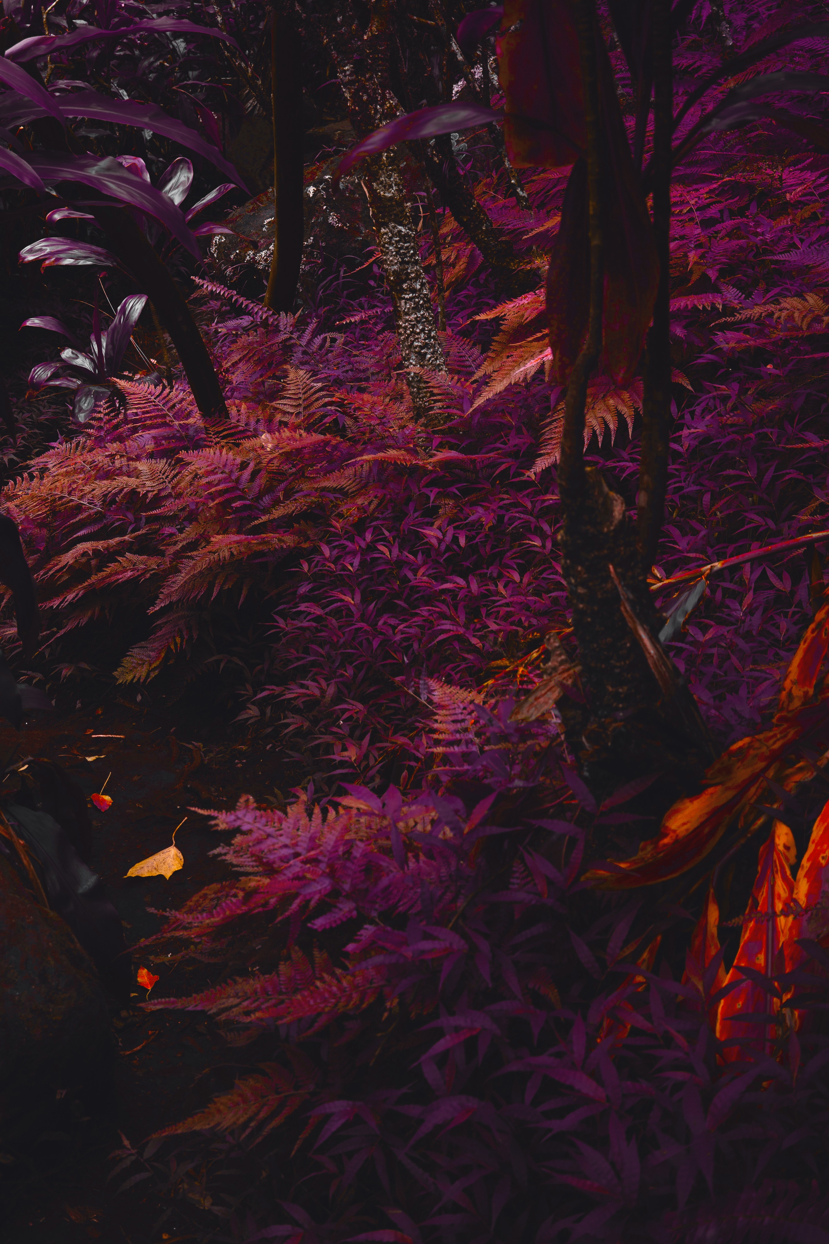tropical, purple, jungle, plants, nature, violet, fern, thick 8K
