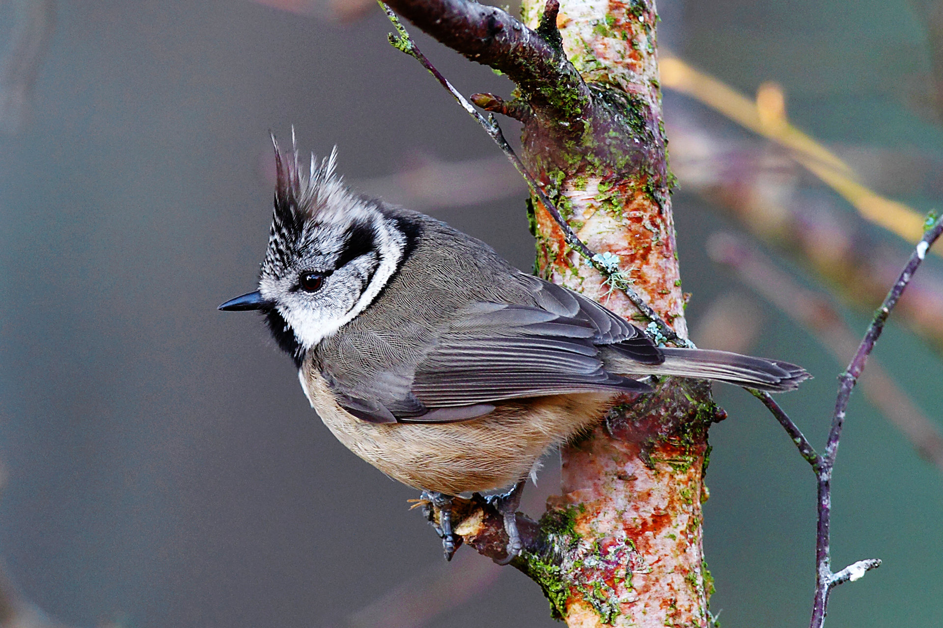 Best Crested Tit Background for mobile