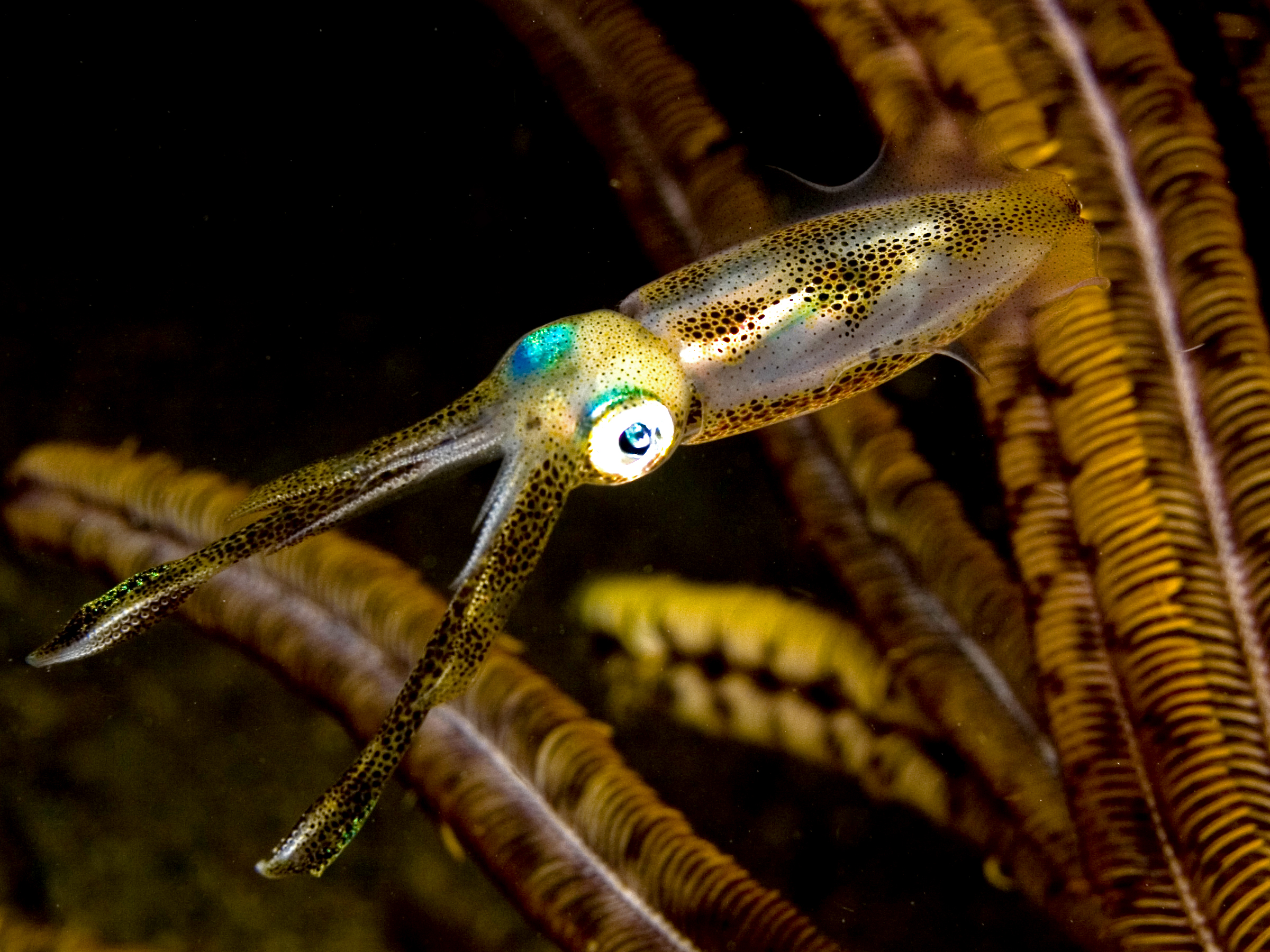 squid, animal