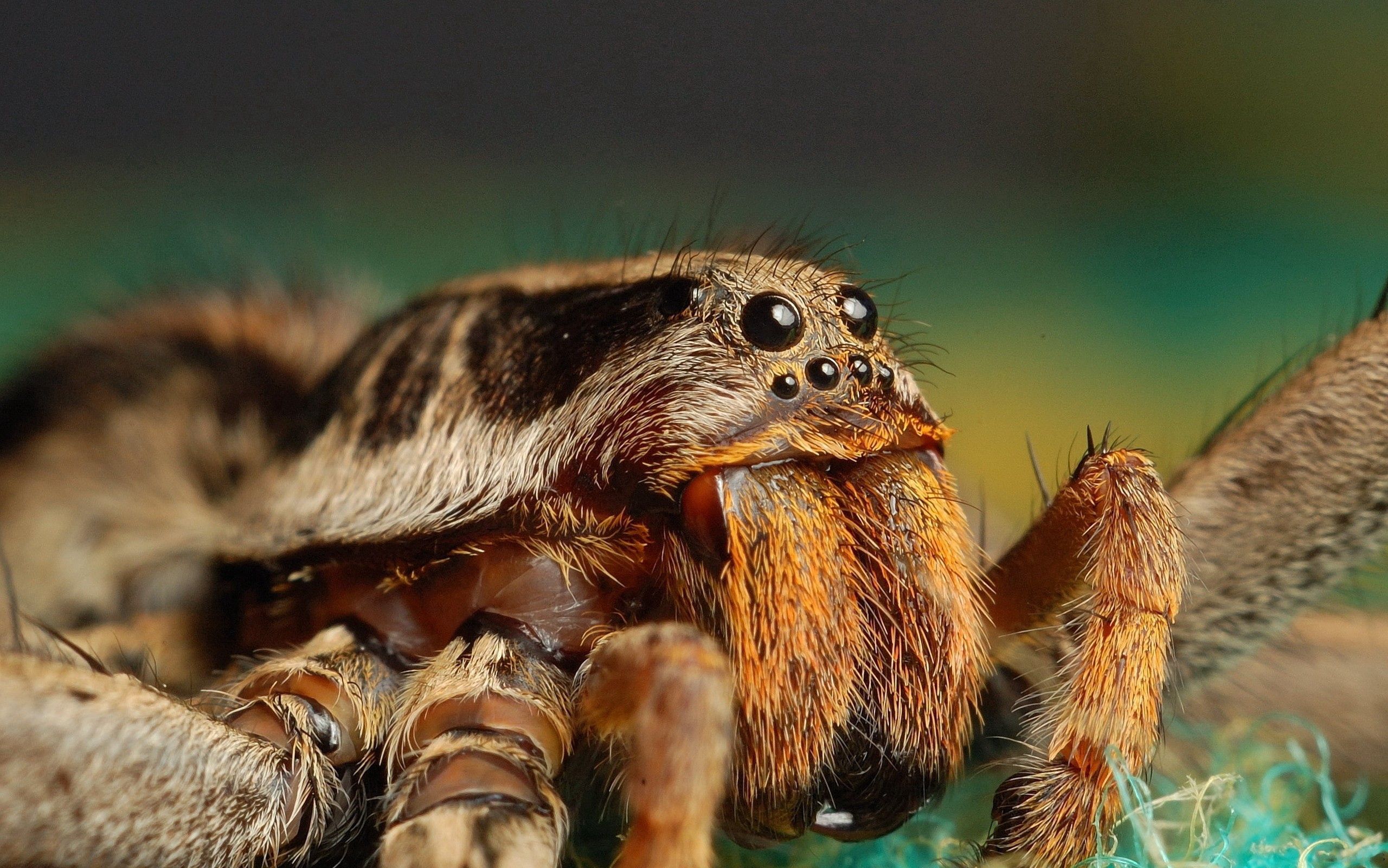 Download mobile wallpaper Lapu, Macro, Spider, Fur, Fluff, Paw, Fuzz, Eyes, Insect for free.