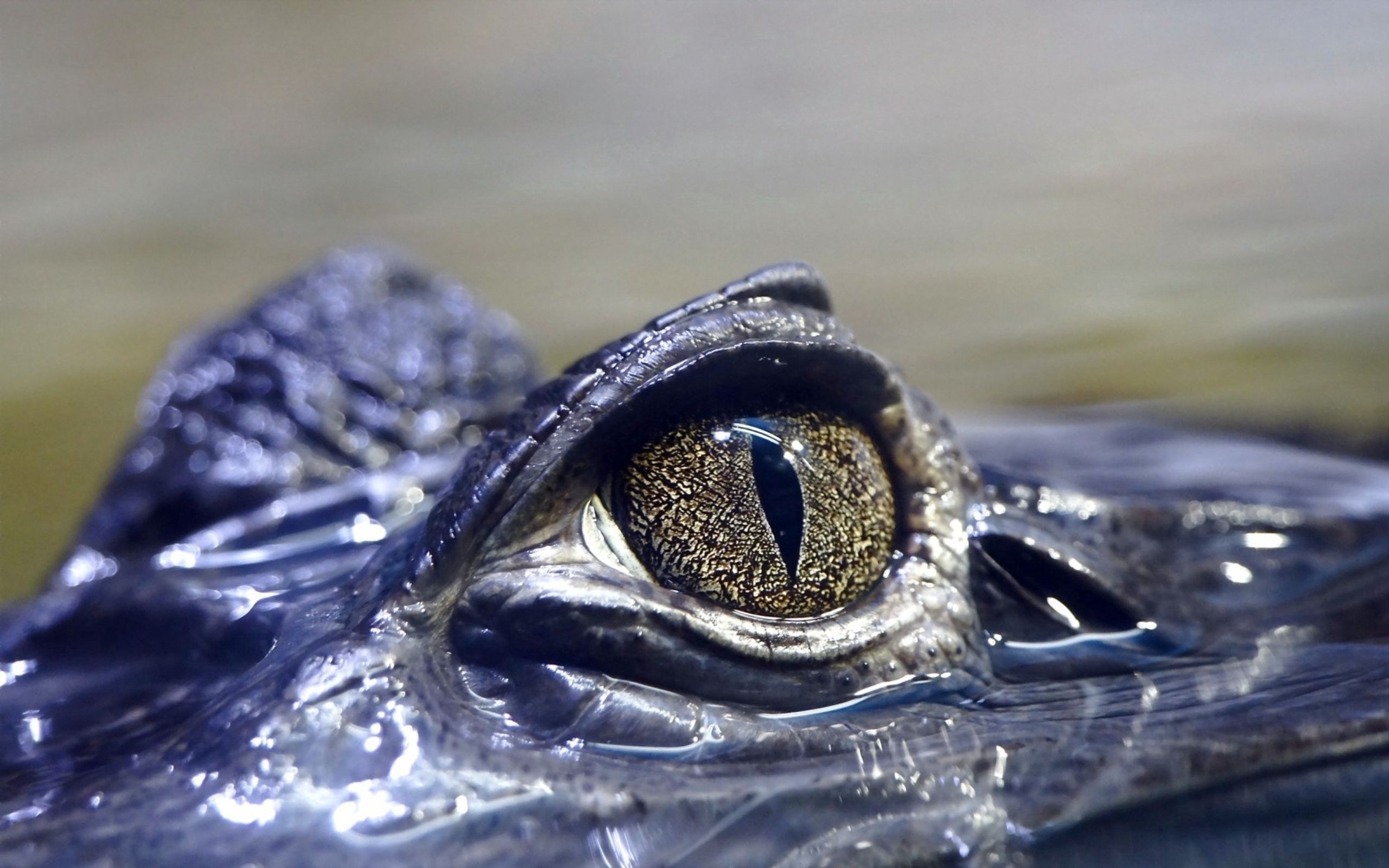 Laden Sie das Auge, Krokodil, Gefährlich, Tiere-Bild kostenlos auf Ihren PC-Desktop herunter