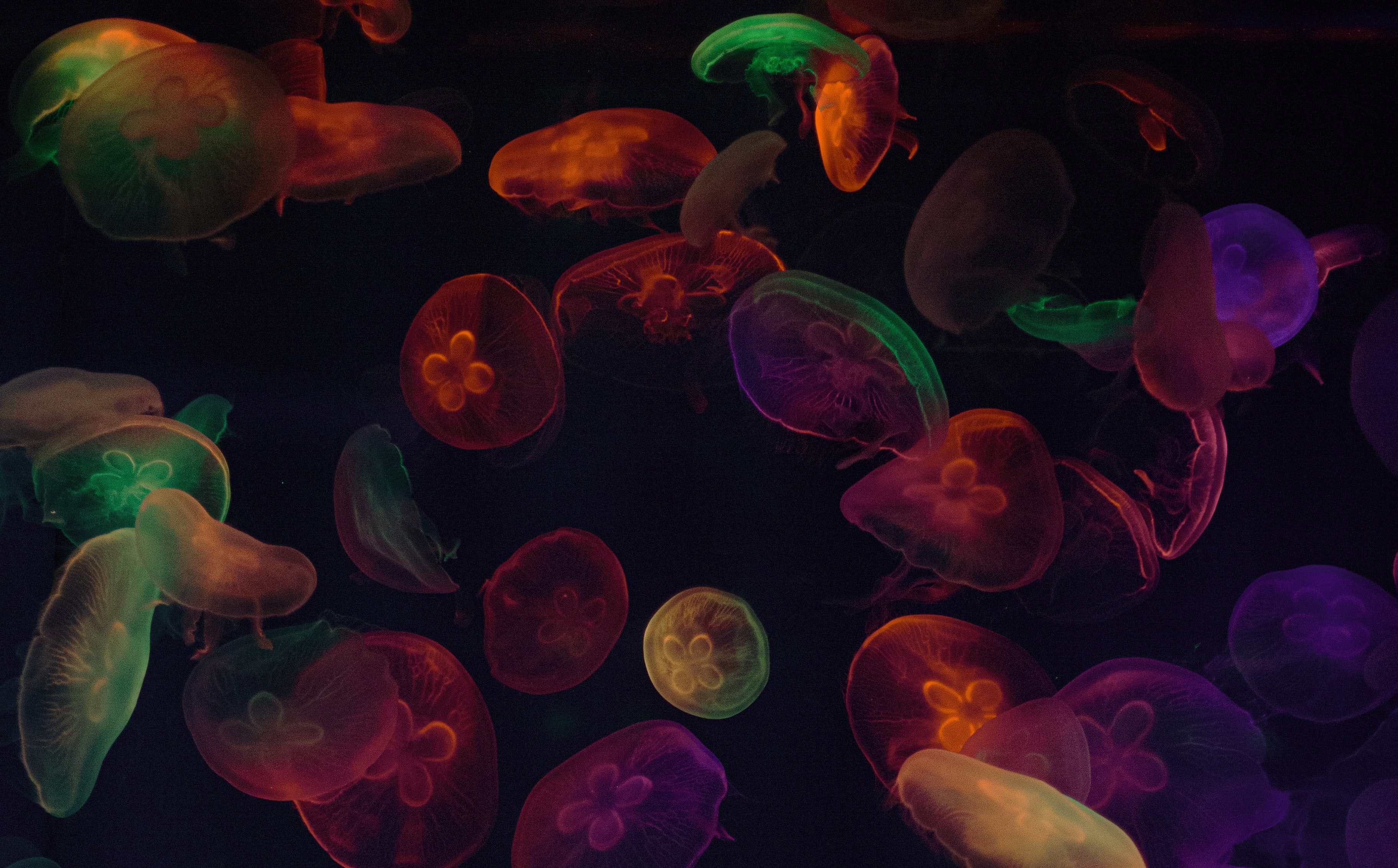 150579 Hintergrundbild herunterladen jellyfish, dunkel, mehrfarbig, motley, tentakel, tentakeln - Bildschirmschoner und Bilder kostenlos