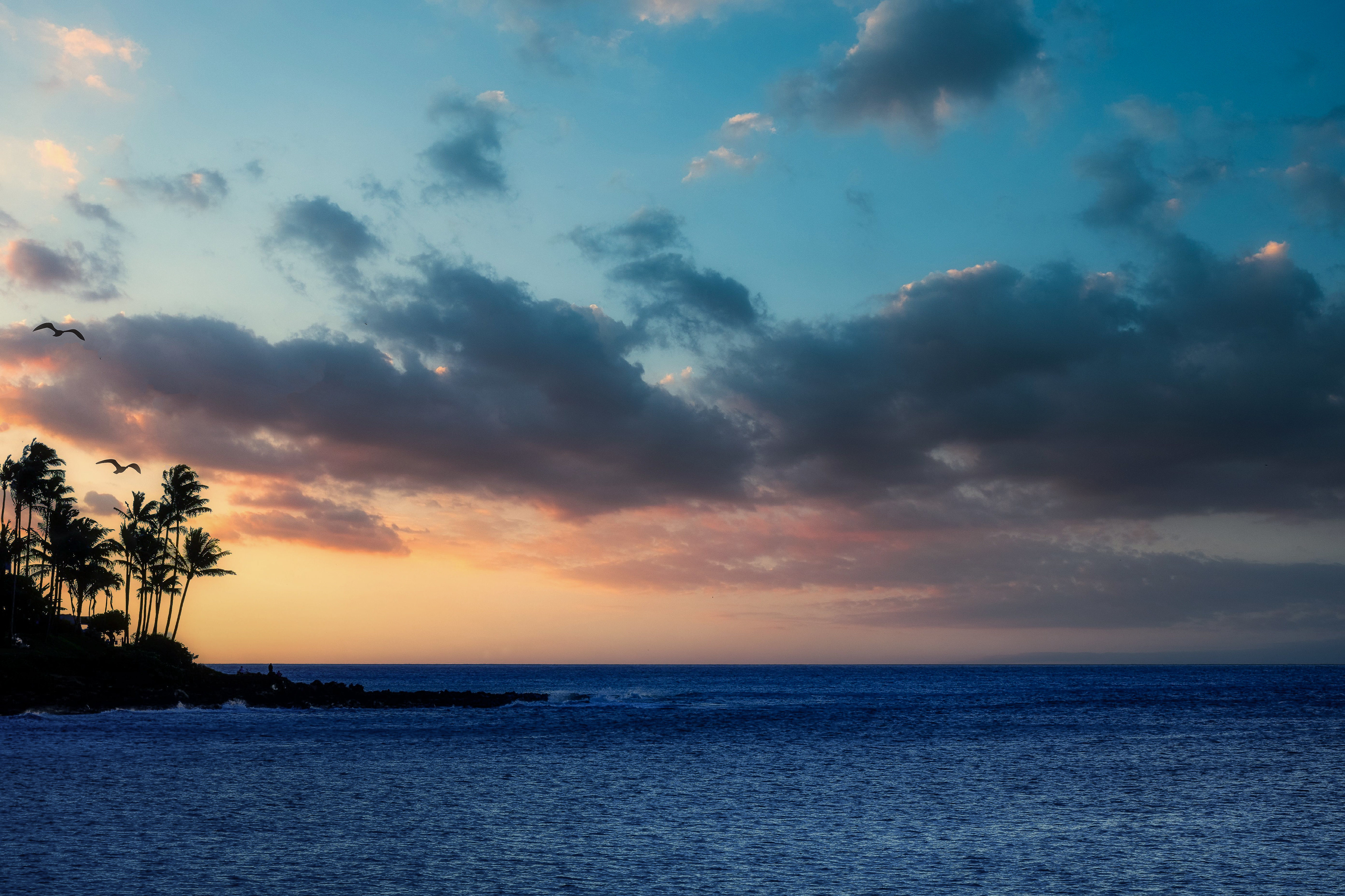 sea, nature, palm, island HD for desktop 1080p