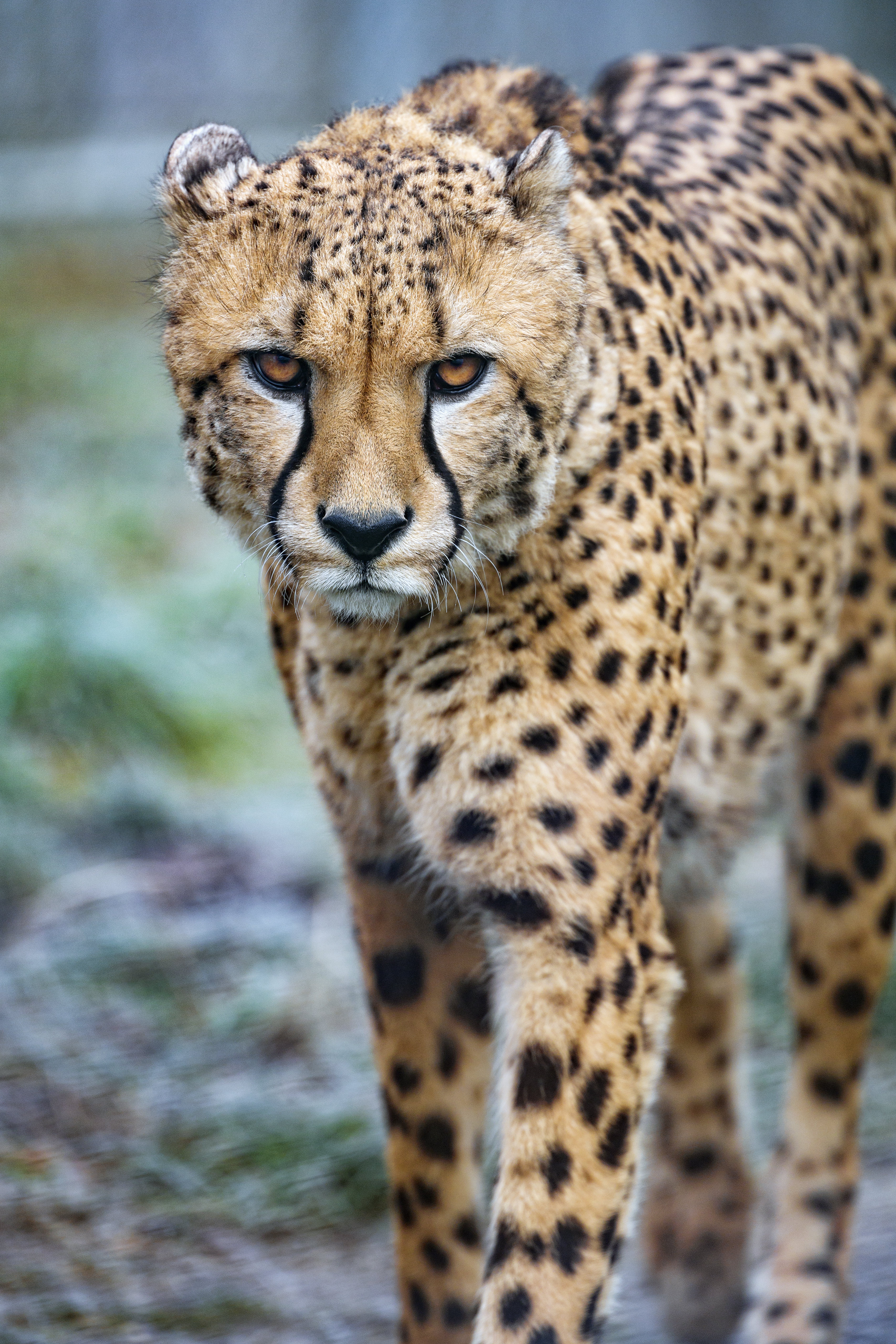 Mobile wallpaper cheetah, animals, predator, big cat, stains, spots, sight, opinion
