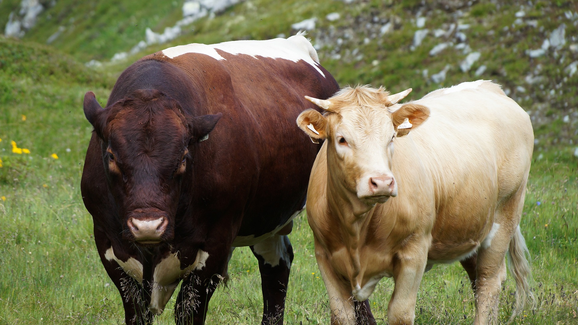 animal, cow, cattle Free Stock Photo