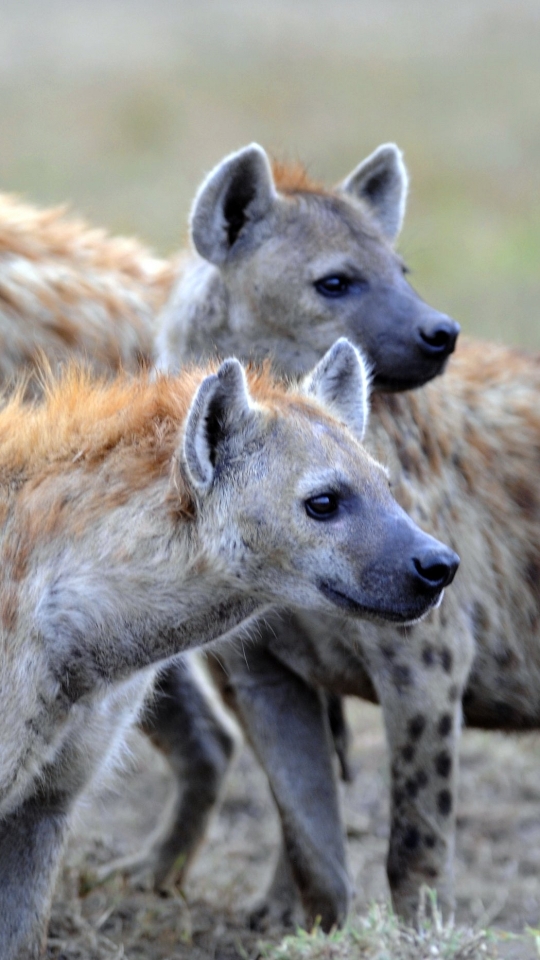 200+ Free Hyena & Wildlife Images - Pixabay