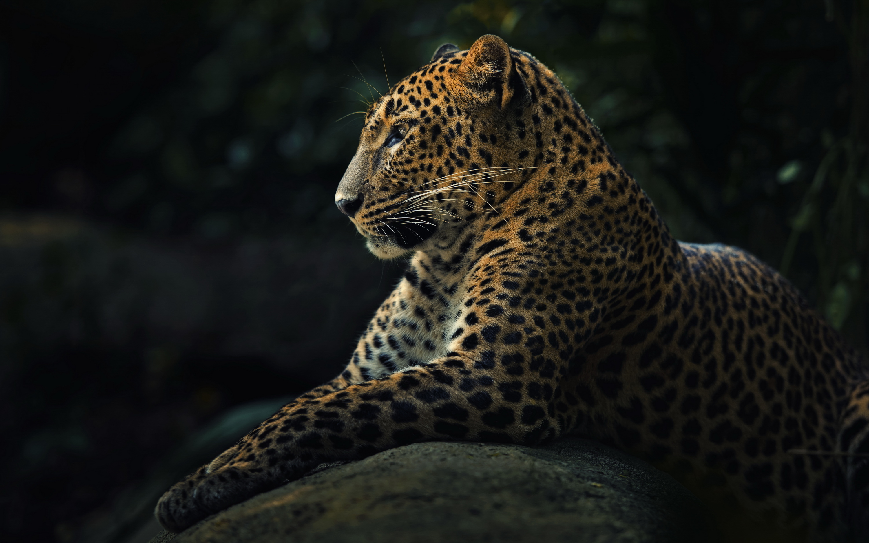 Download Leopard wallpapers for mobile phone, free Leopard HD pictures