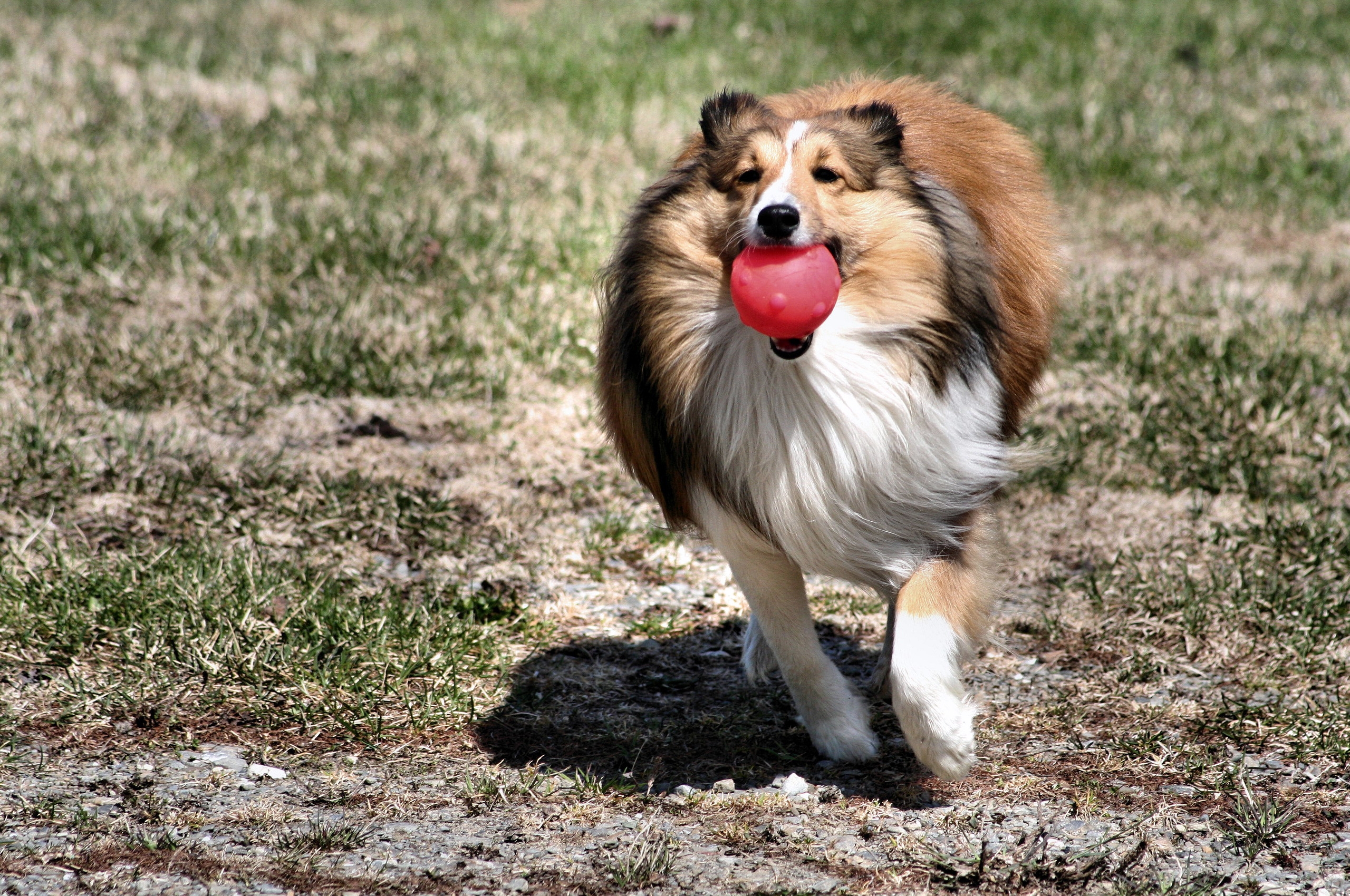 Download mobile wallpaper Collie, Animals, Dog, Ball, Toy for free.