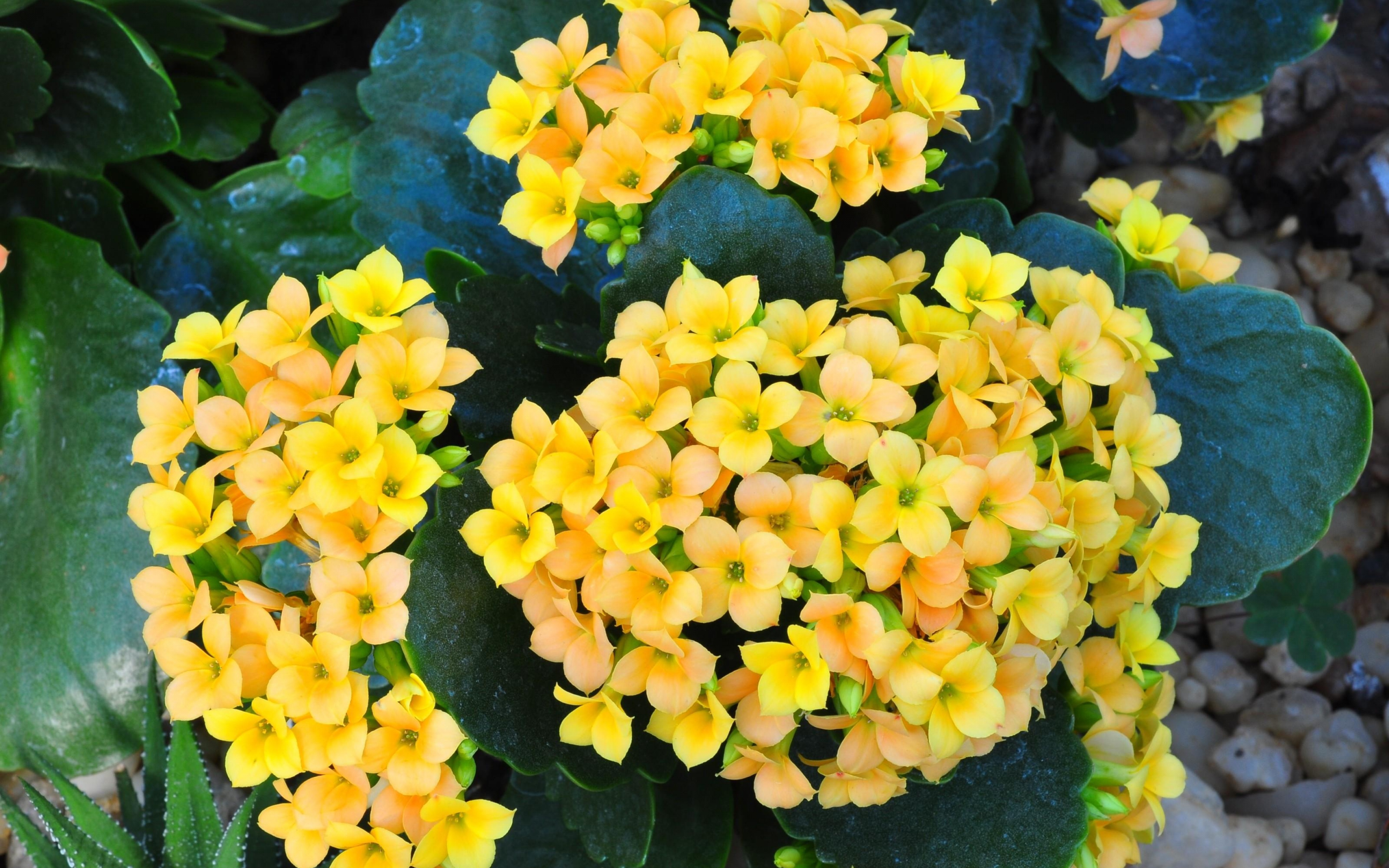 HD Kalanchoe Android Images