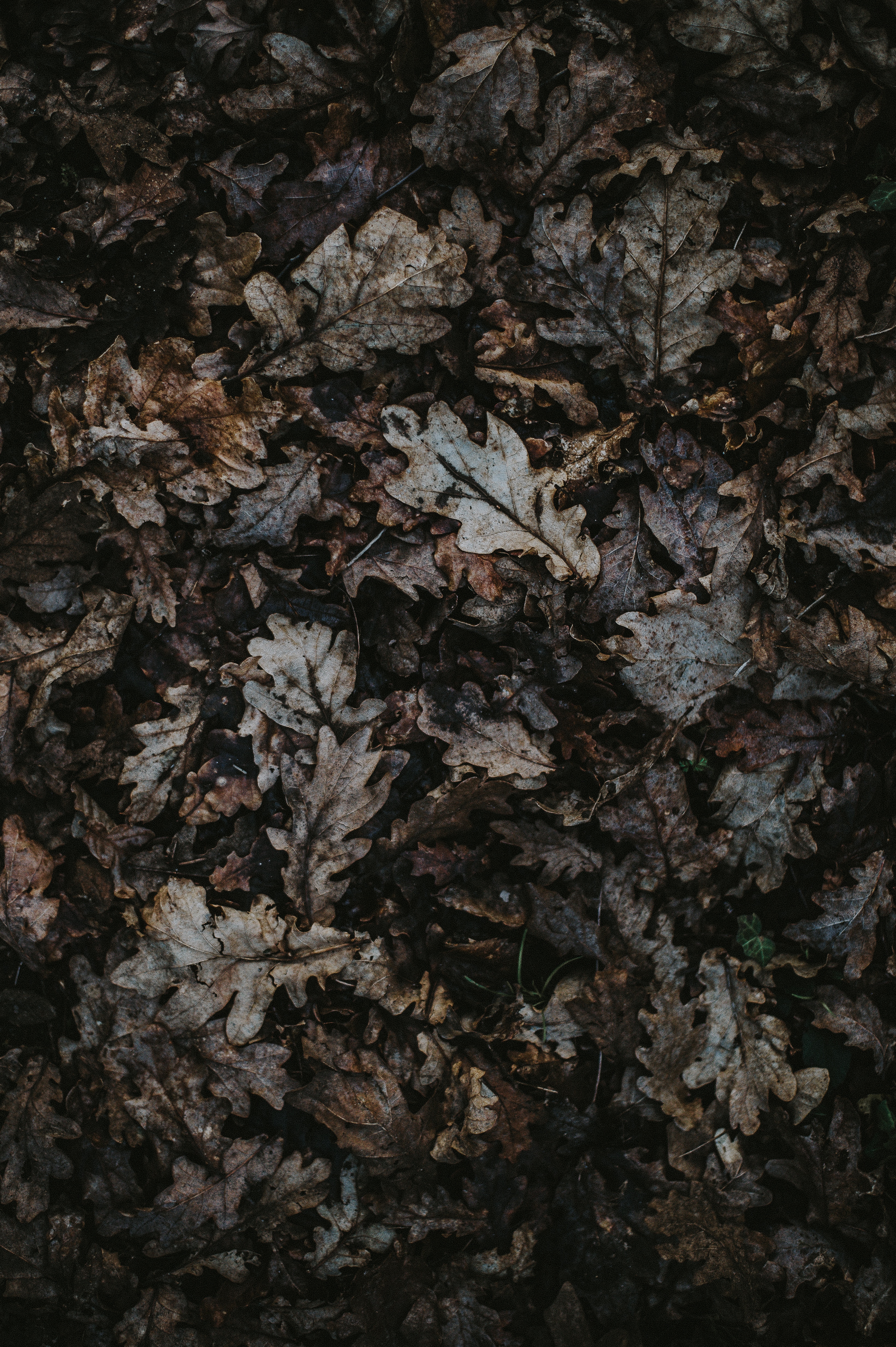 Laden Sie das Eiche, Gefallen, Blätter, Natur, Herbst-Bild kostenlos auf Ihren PC-Desktop herunter