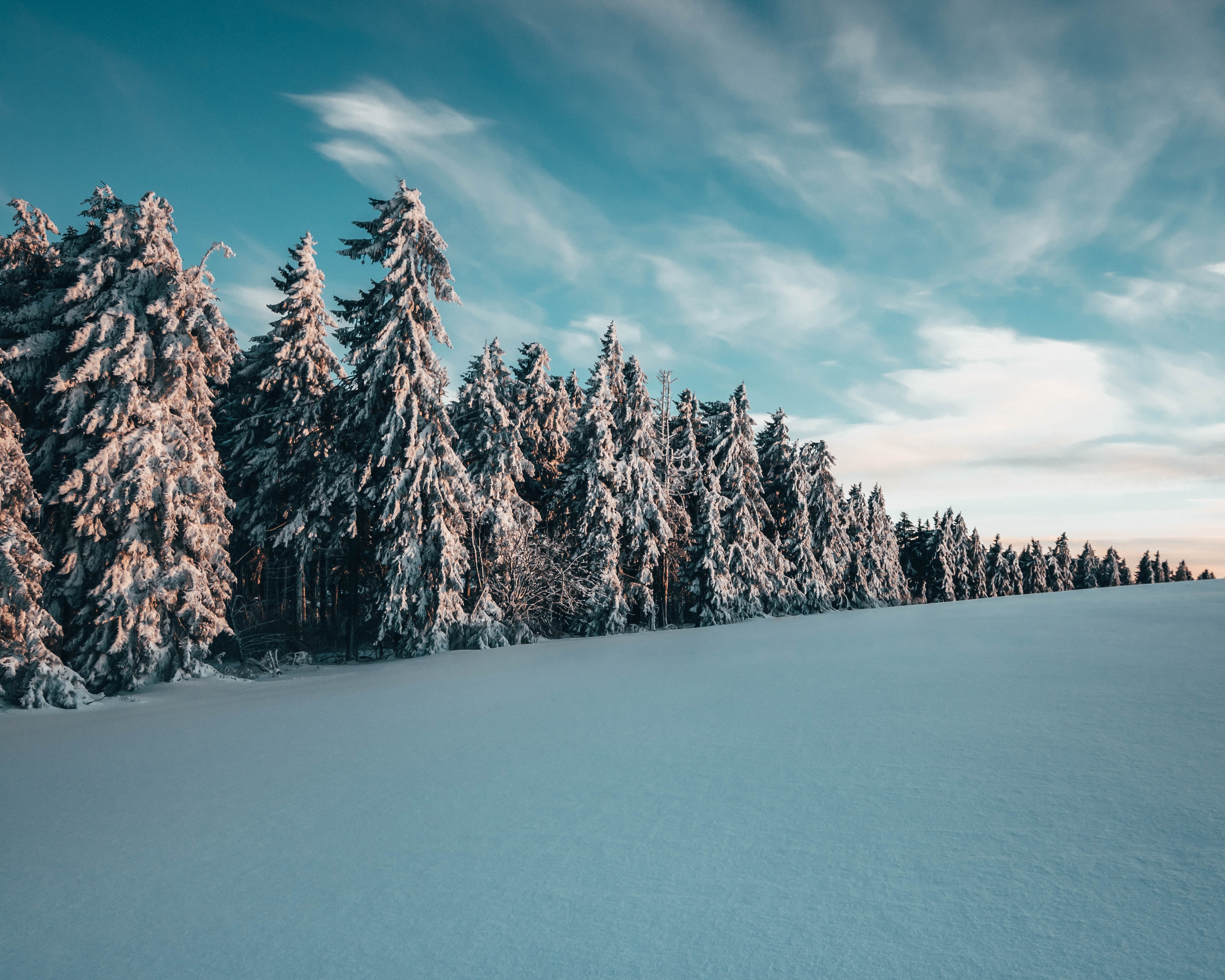 64711 descargar fondo de pantalla paisaje, invierno, naturaleza, árboles, nieve, comió, ato: protectores de pantalla e imágenes gratis