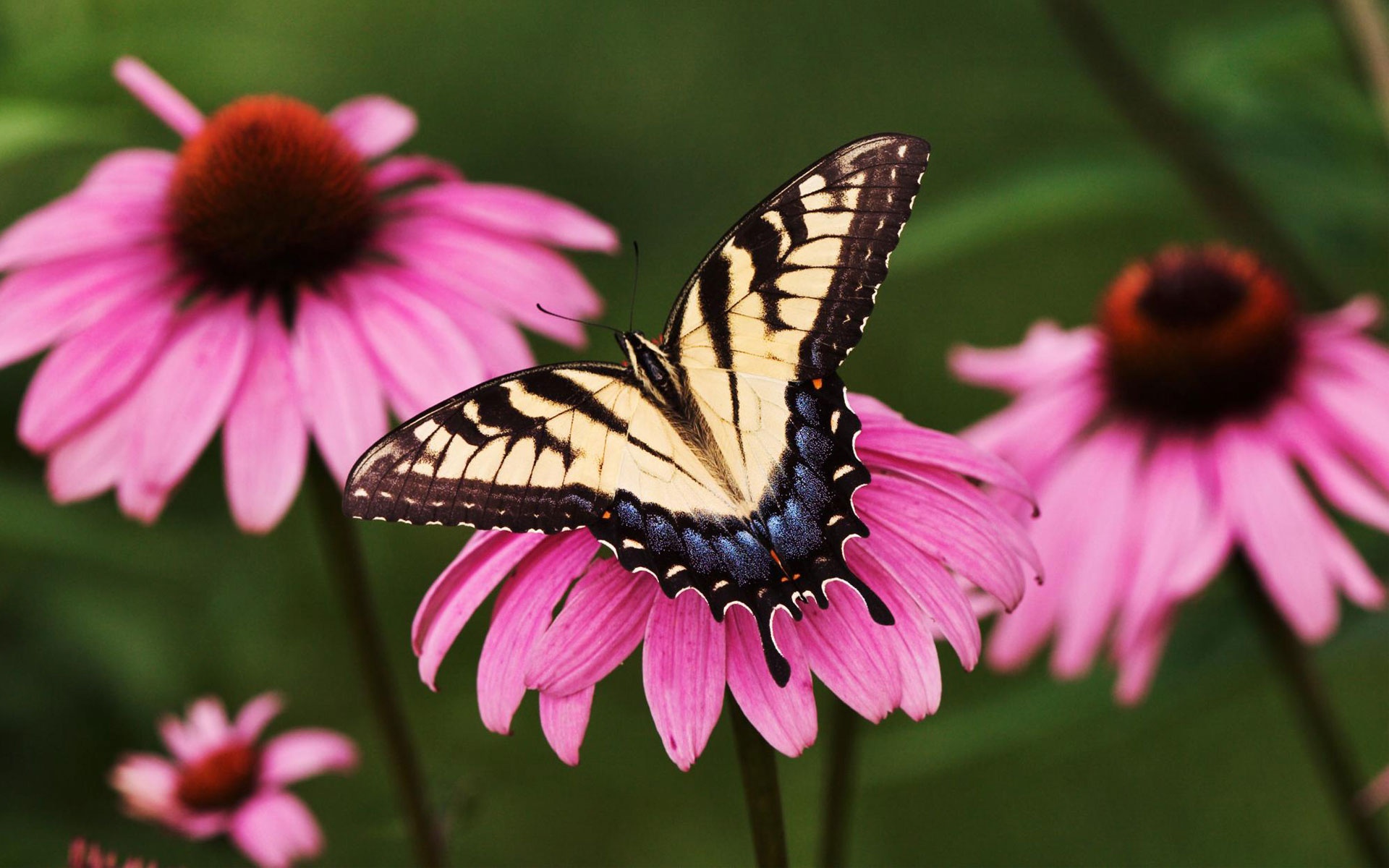 animal, swallowtail butterfly