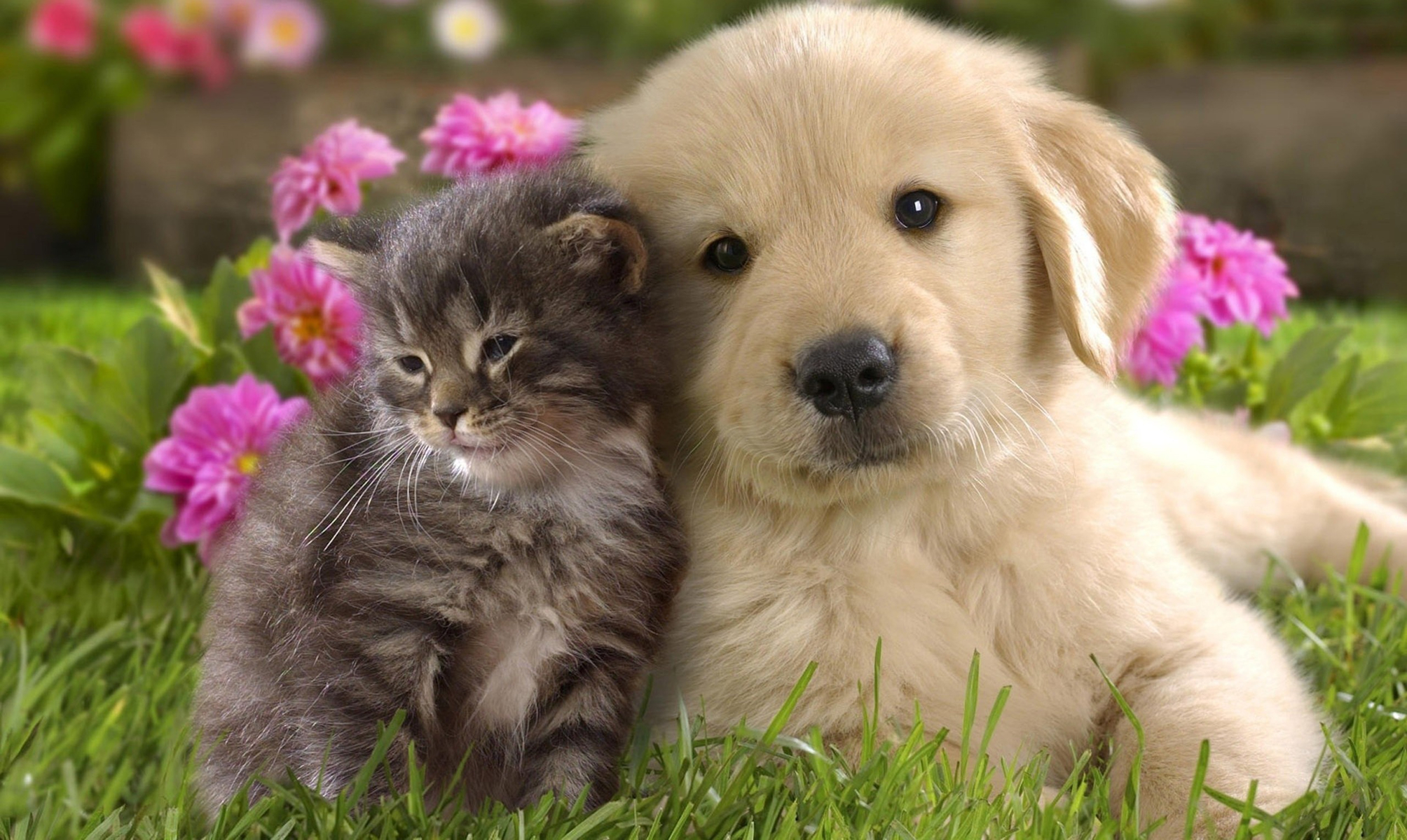 531037 baixar papel de parede gatinho, animais, gato & cão, gato, fofo, cão, filhote - protetores de tela e imagens gratuitamente