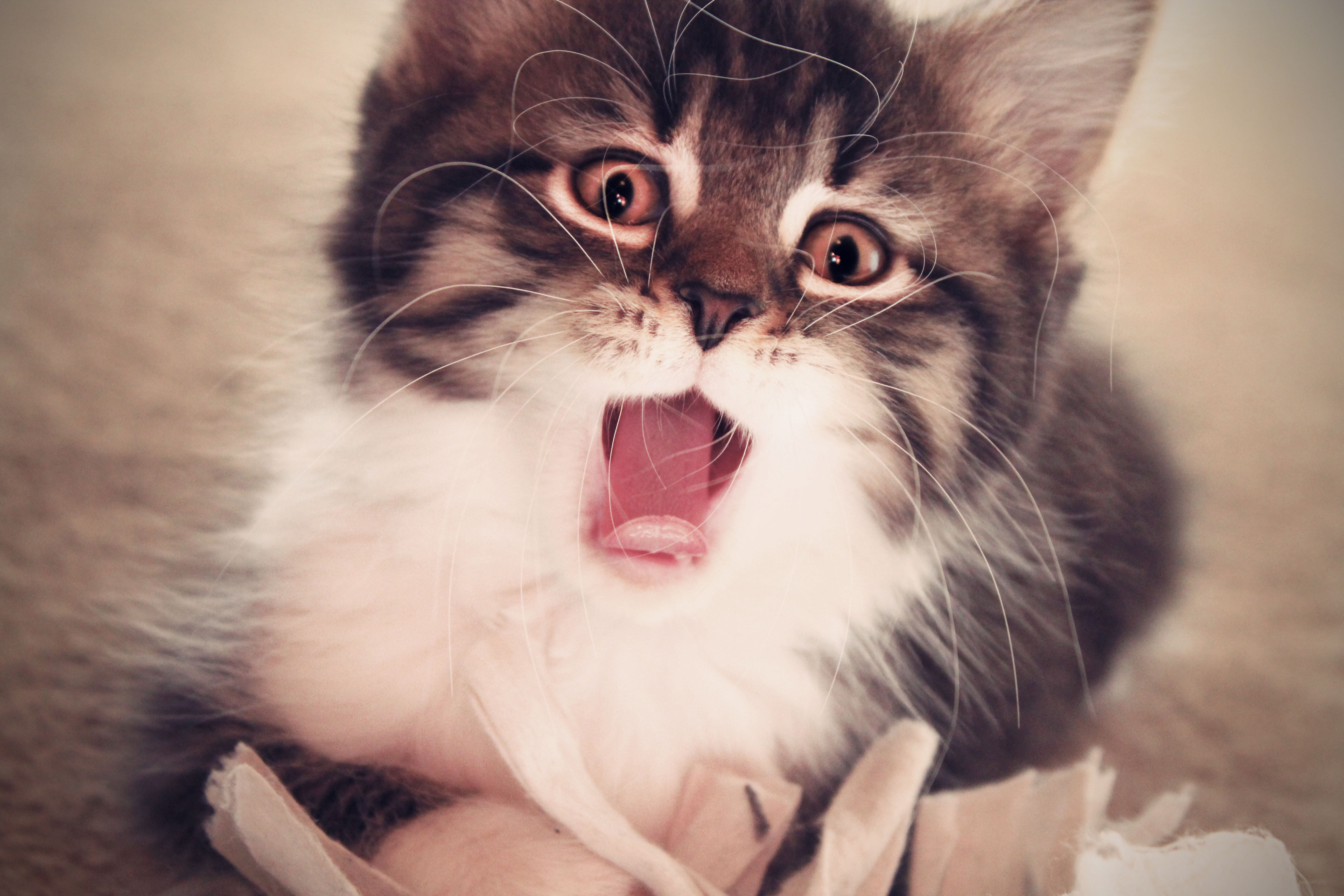 kitten, animals, fluffy, kitty, muzzle, open mouth wallpapers for tablet