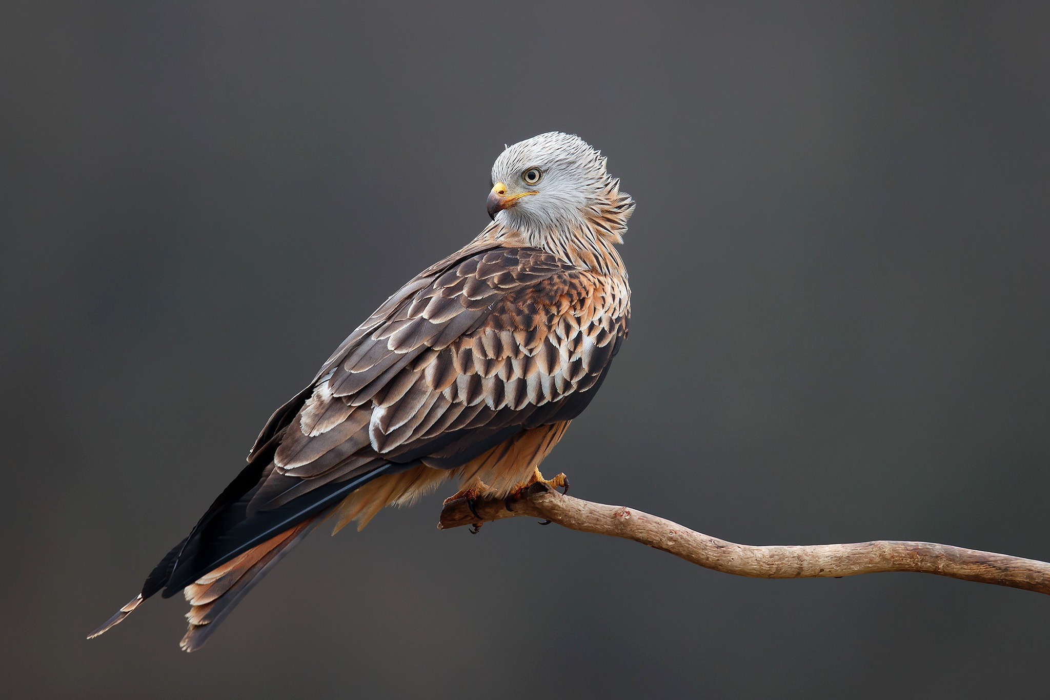 Red Kite Cell Phone Wallpapers