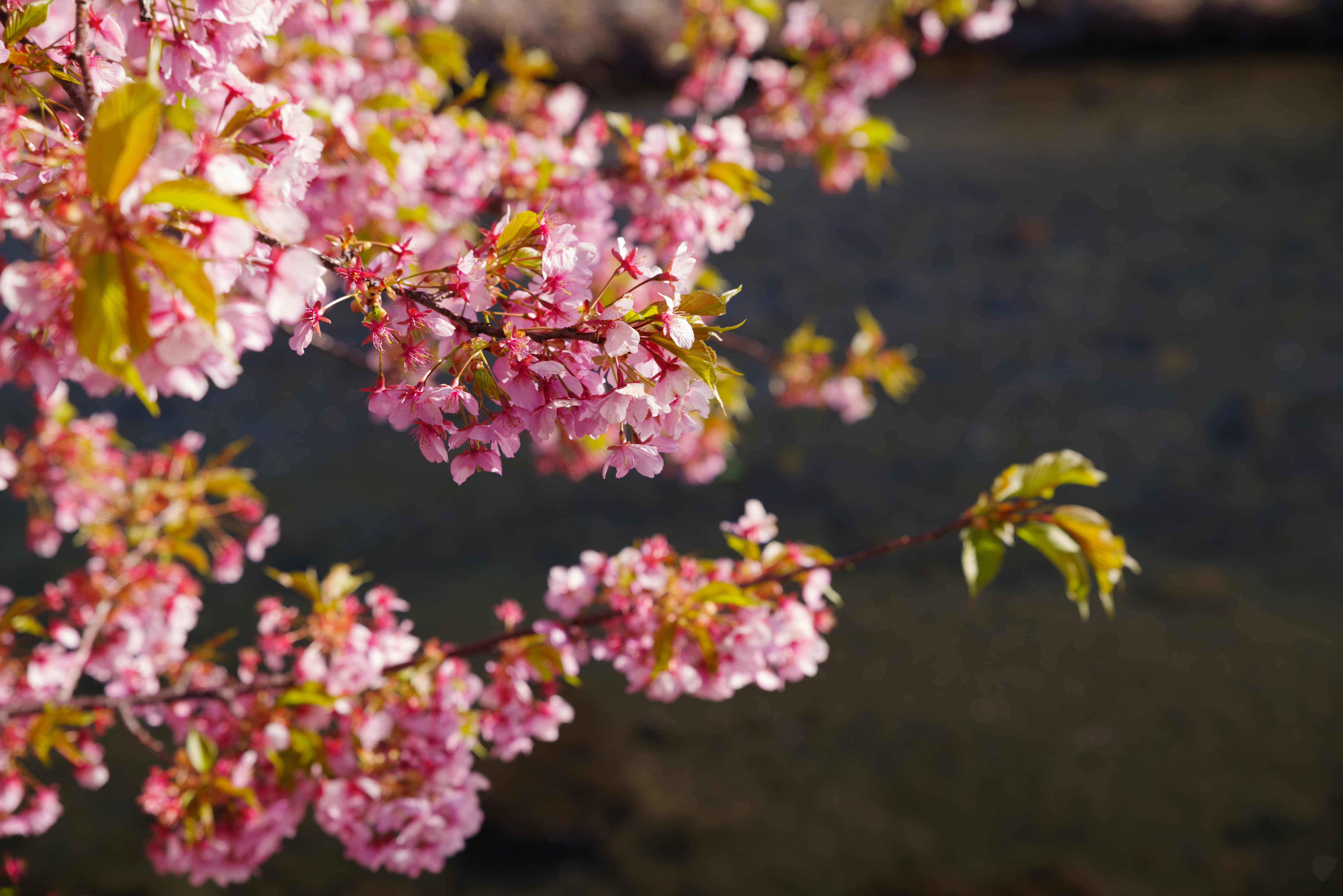 Free download wallpaper Flowers, Pink, Bloom, Flowering, Garden on your PC desktop