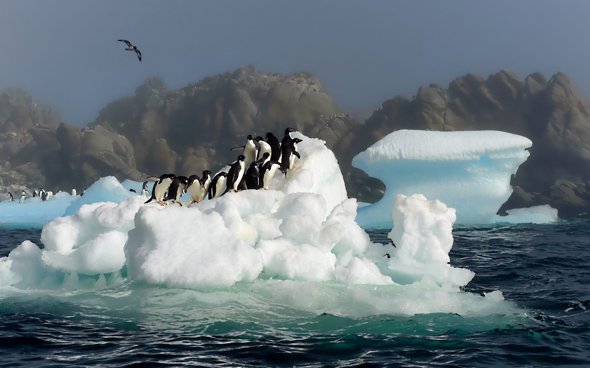 Скачать картинку Антарктида, Прыжок, Снег, Пингвины, Животные, Вода, Птицы в телефон бесплатно.