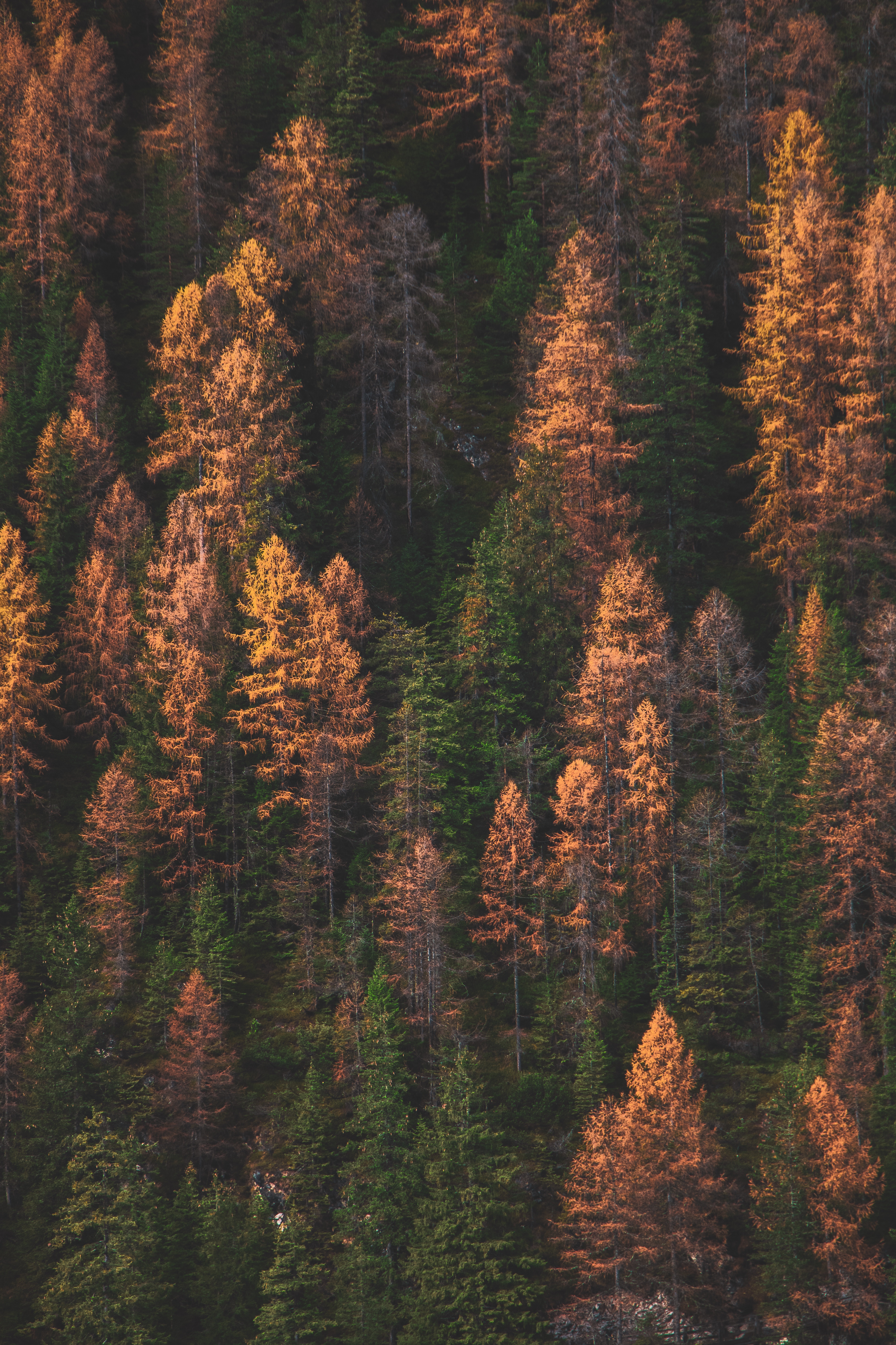109632 descargar fondo de pantalla naturaleza, árboles, otoño, oro, verde, vista desde arriba, bosque, dorado, colores de otoño, pinturas de otoño: protectores de pantalla e imágenes gratis