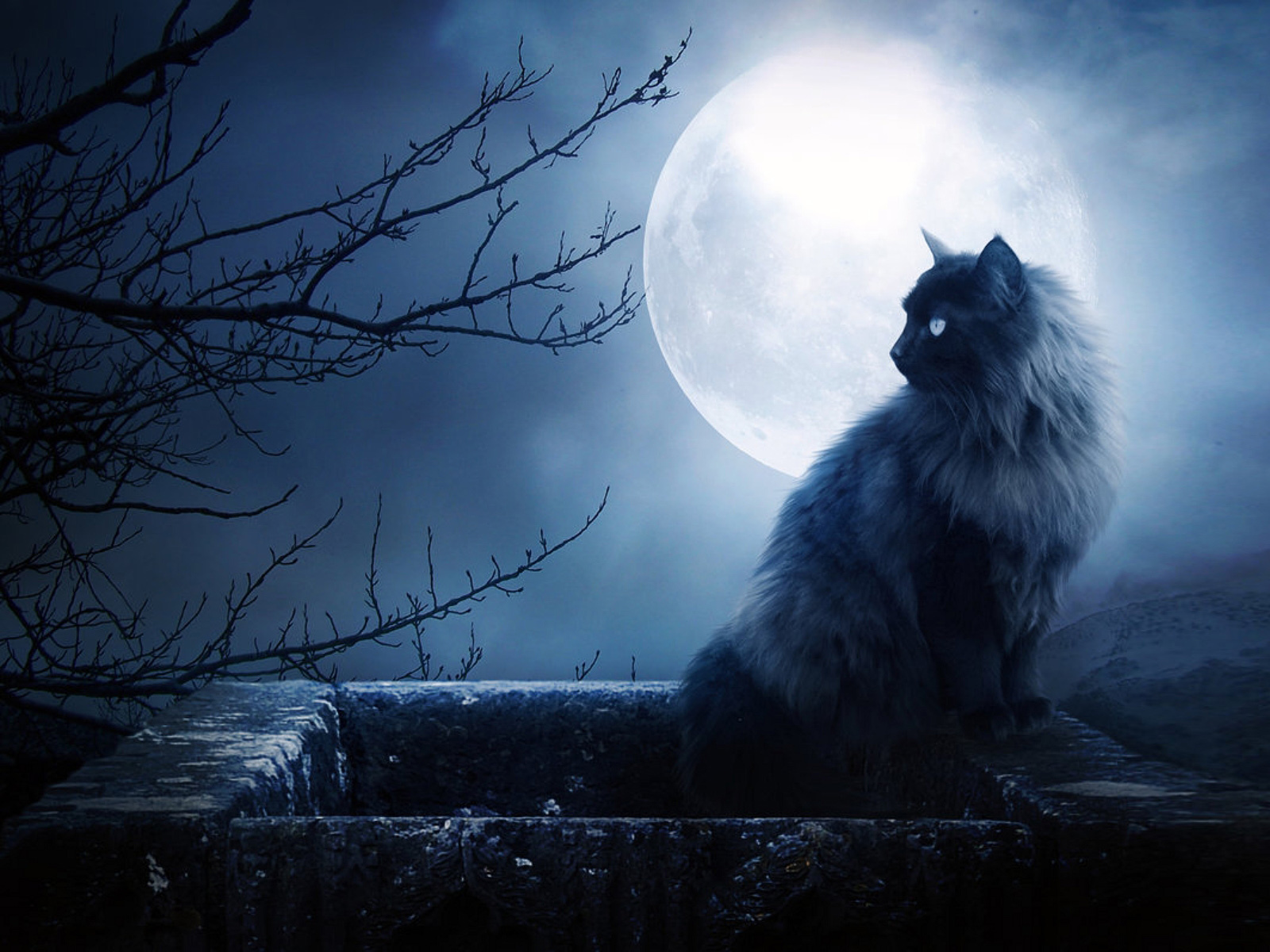 Free download wallpaper Animals, Cats, Moon on your PC desktop