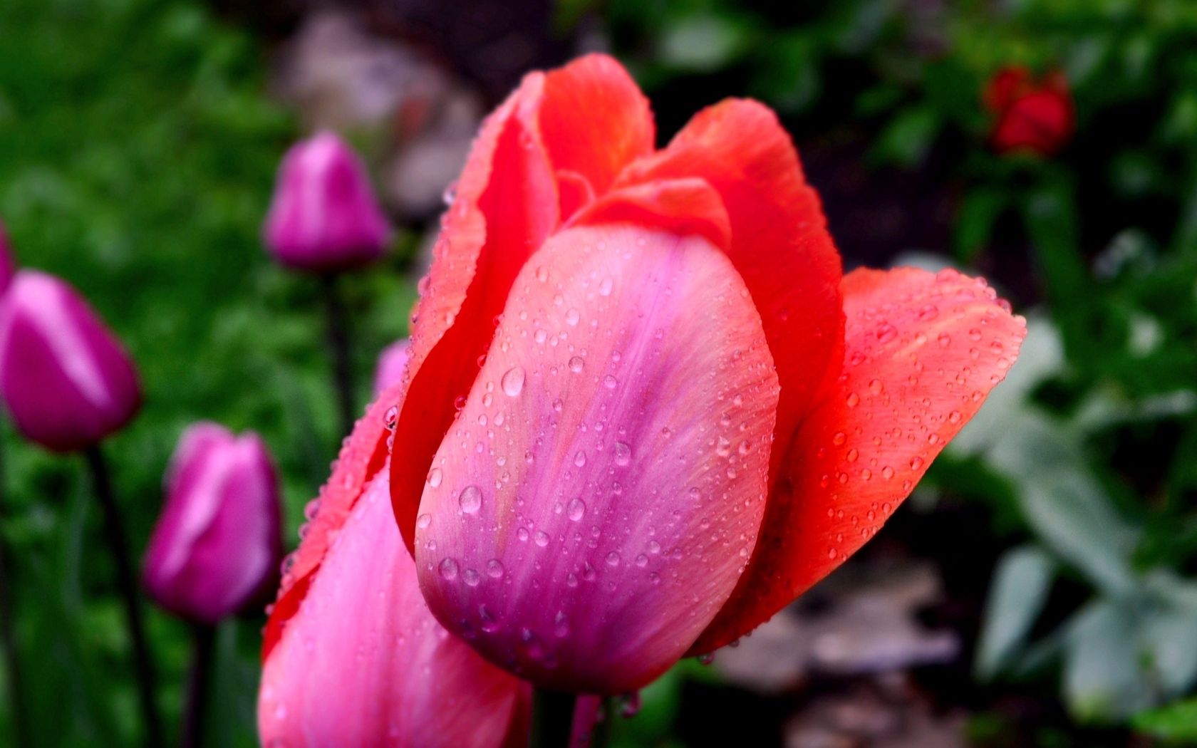 Laden Sie das Drops, Makro, Blütenblätter, Blume, Tulpen-Bild kostenlos auf Ihren PC-Desktop herunter