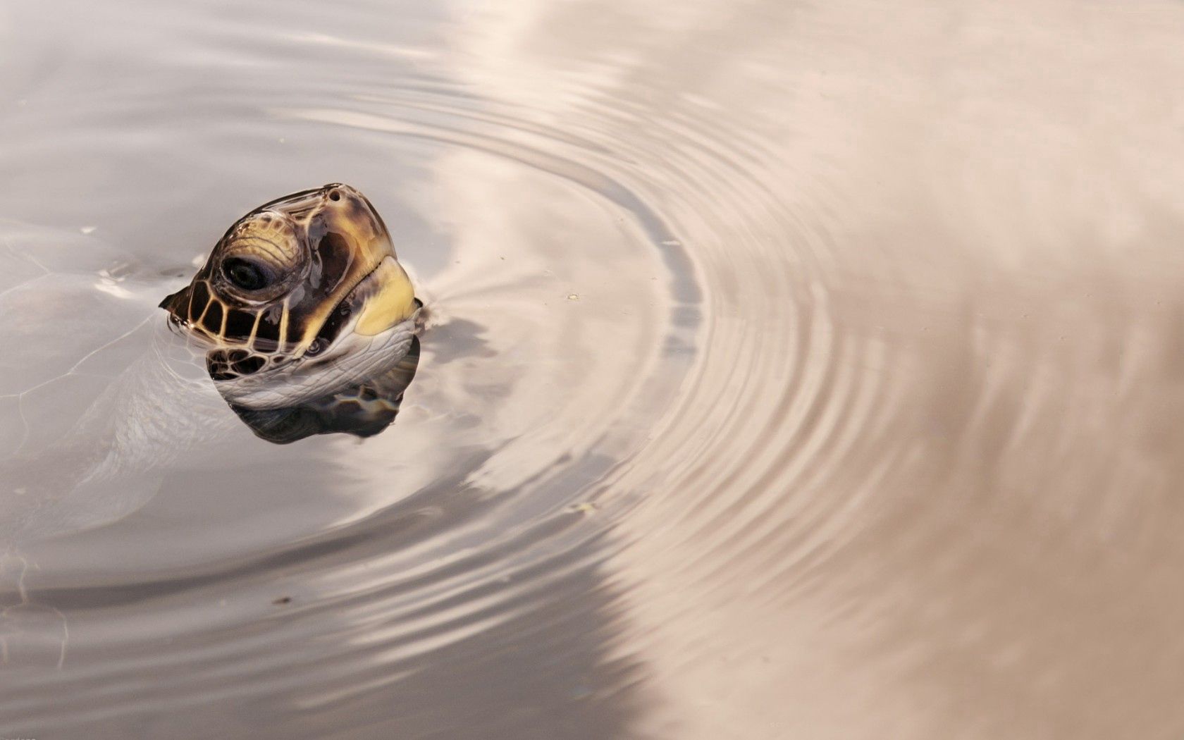 Download mobile wallpaper Head, Animals, Circles, Water, Surface, Turtle for free.