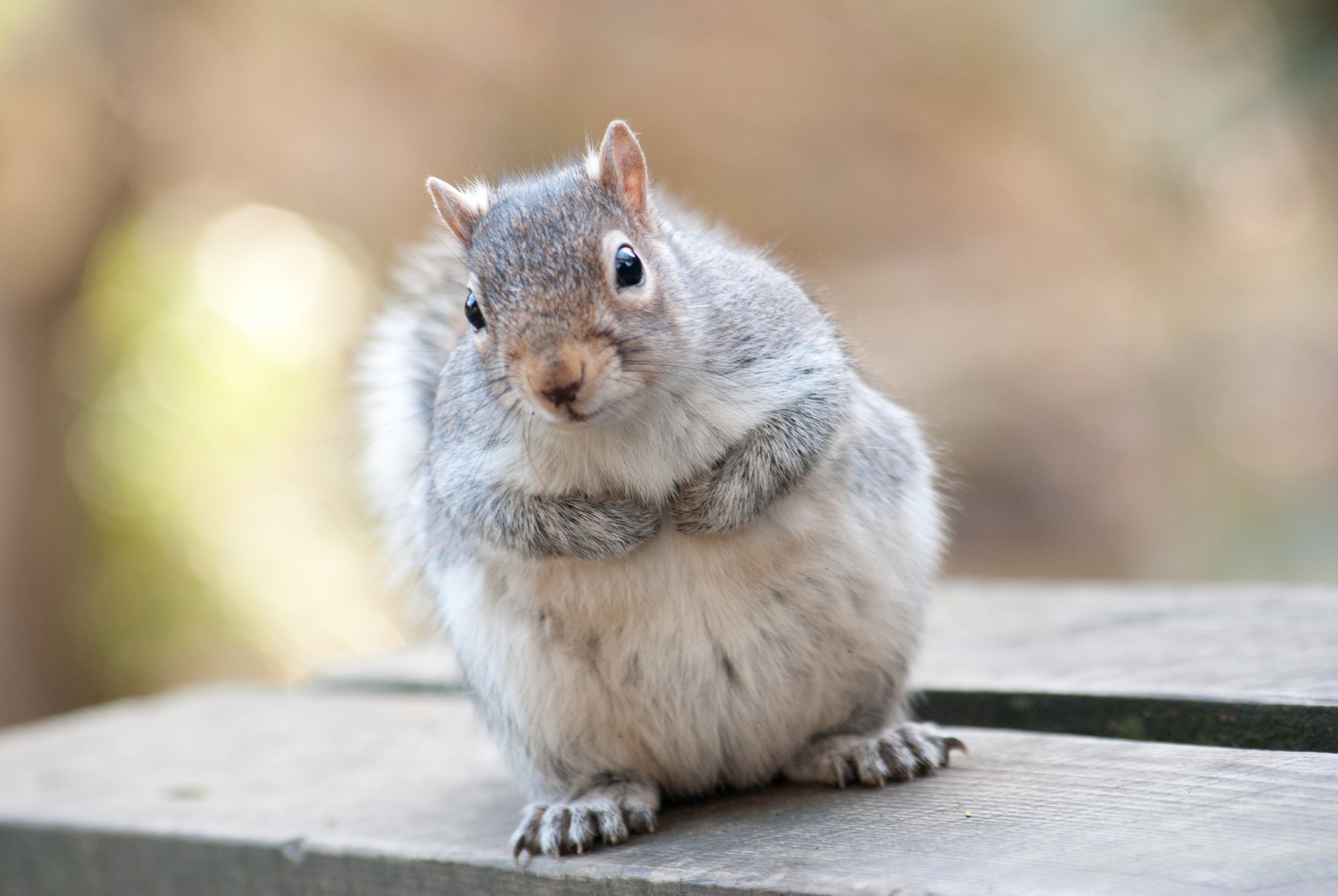 fat, animals, squirrel, fluffy, thick, animal wallpapers for tablet