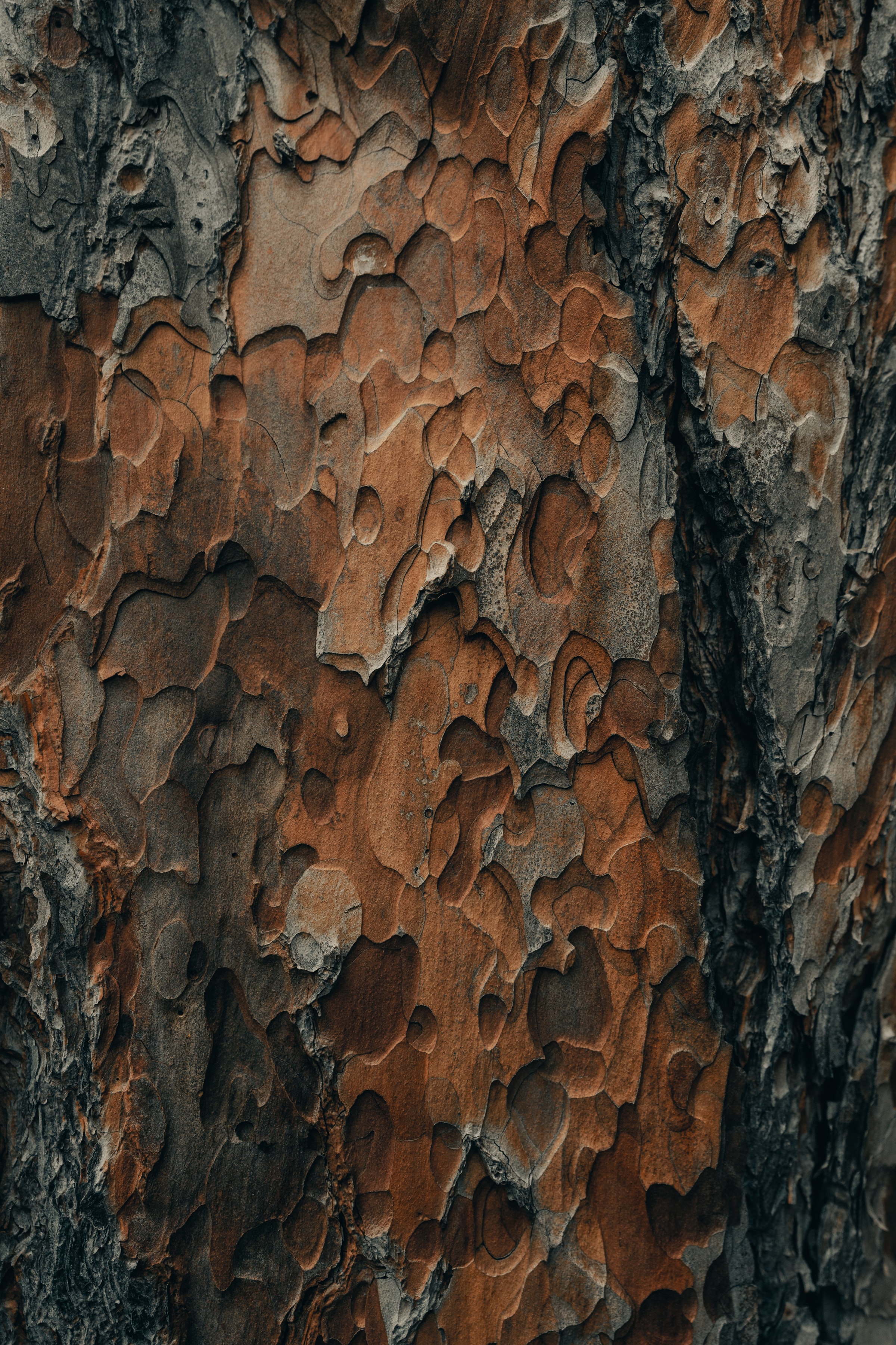 121684壁紙のダウンロード表面, 木, 木材, テクスチャ, テクスチャー, 吠える, 樹皮-スクリーンセーバーと写真を無料で