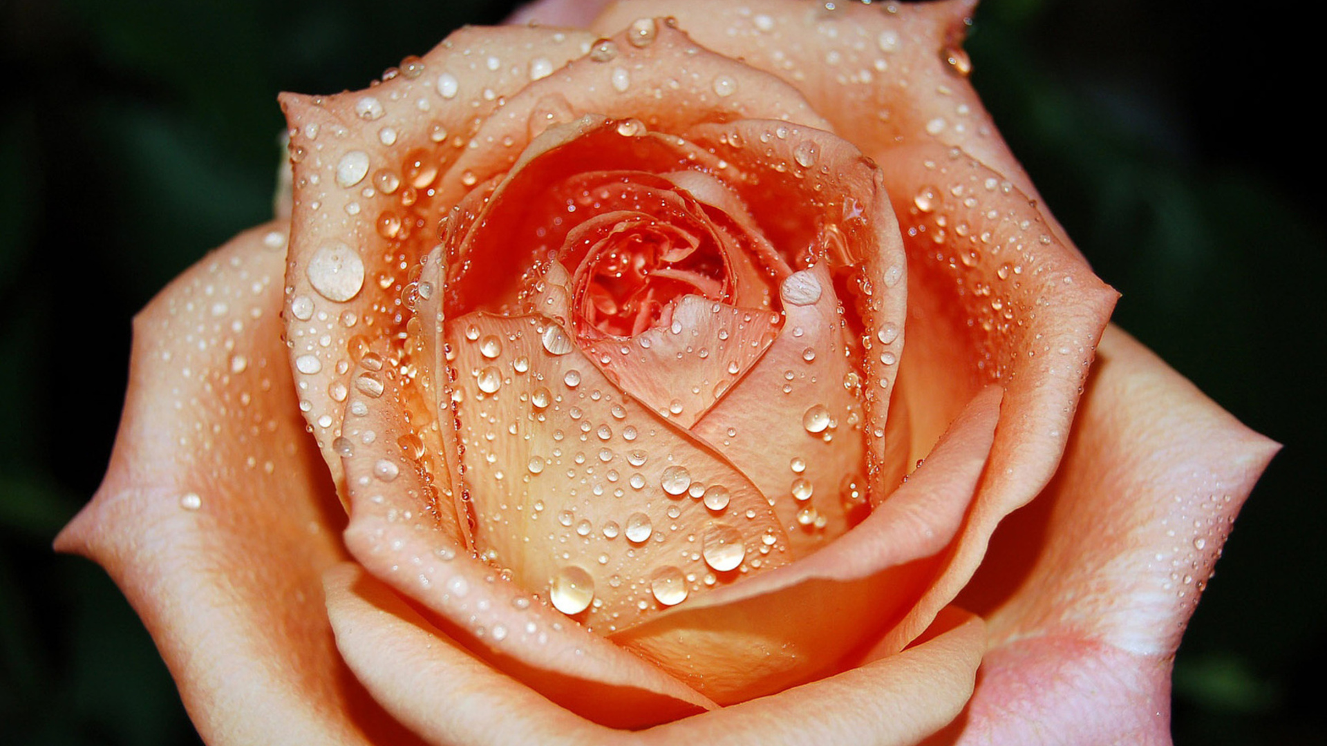 Видео красивых роз. Очень красивые цветы. Красивые розы.