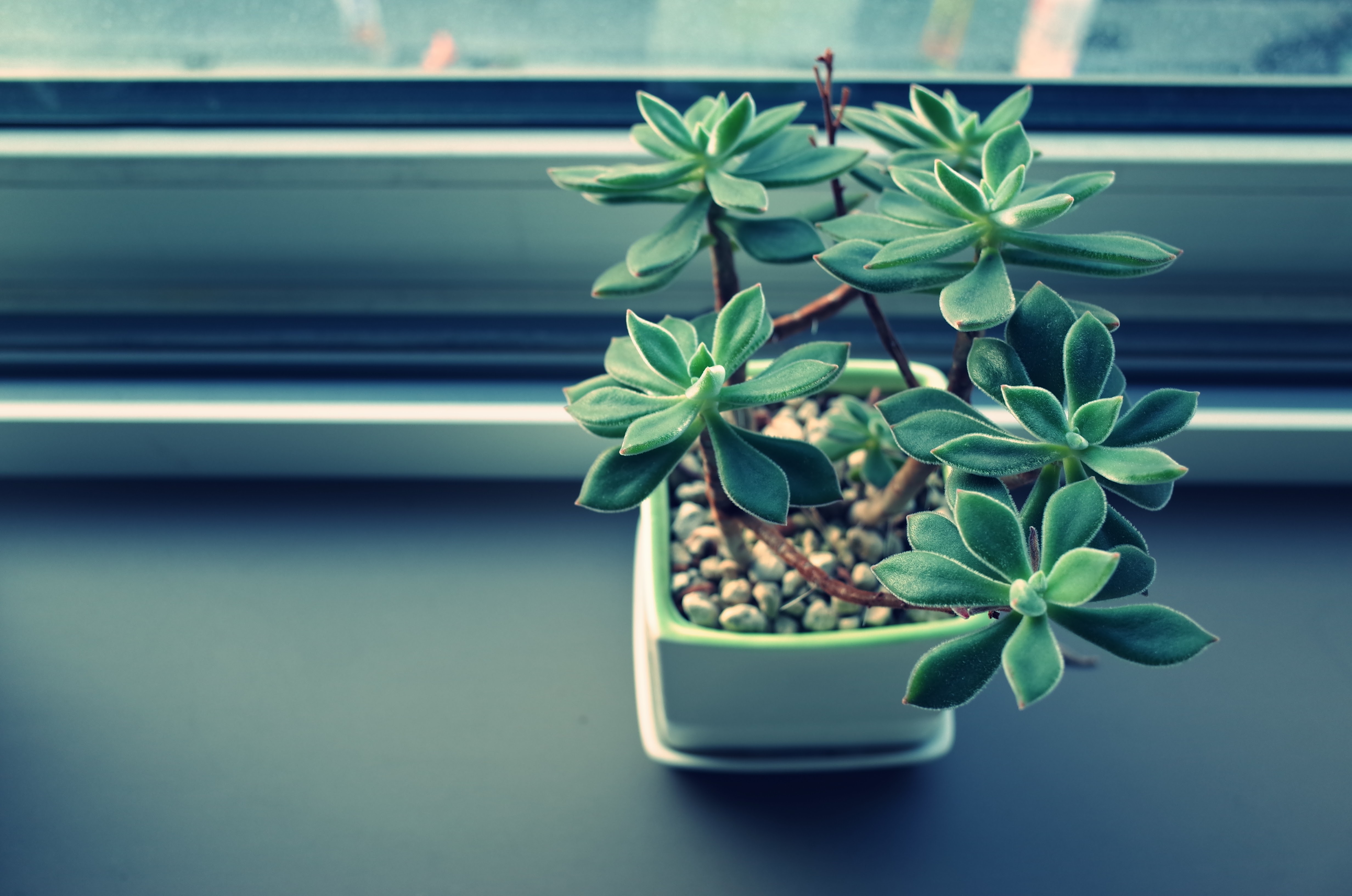 window sill, indoor plant, flowers, windowsill, houseplant, pot iphone wallpaper