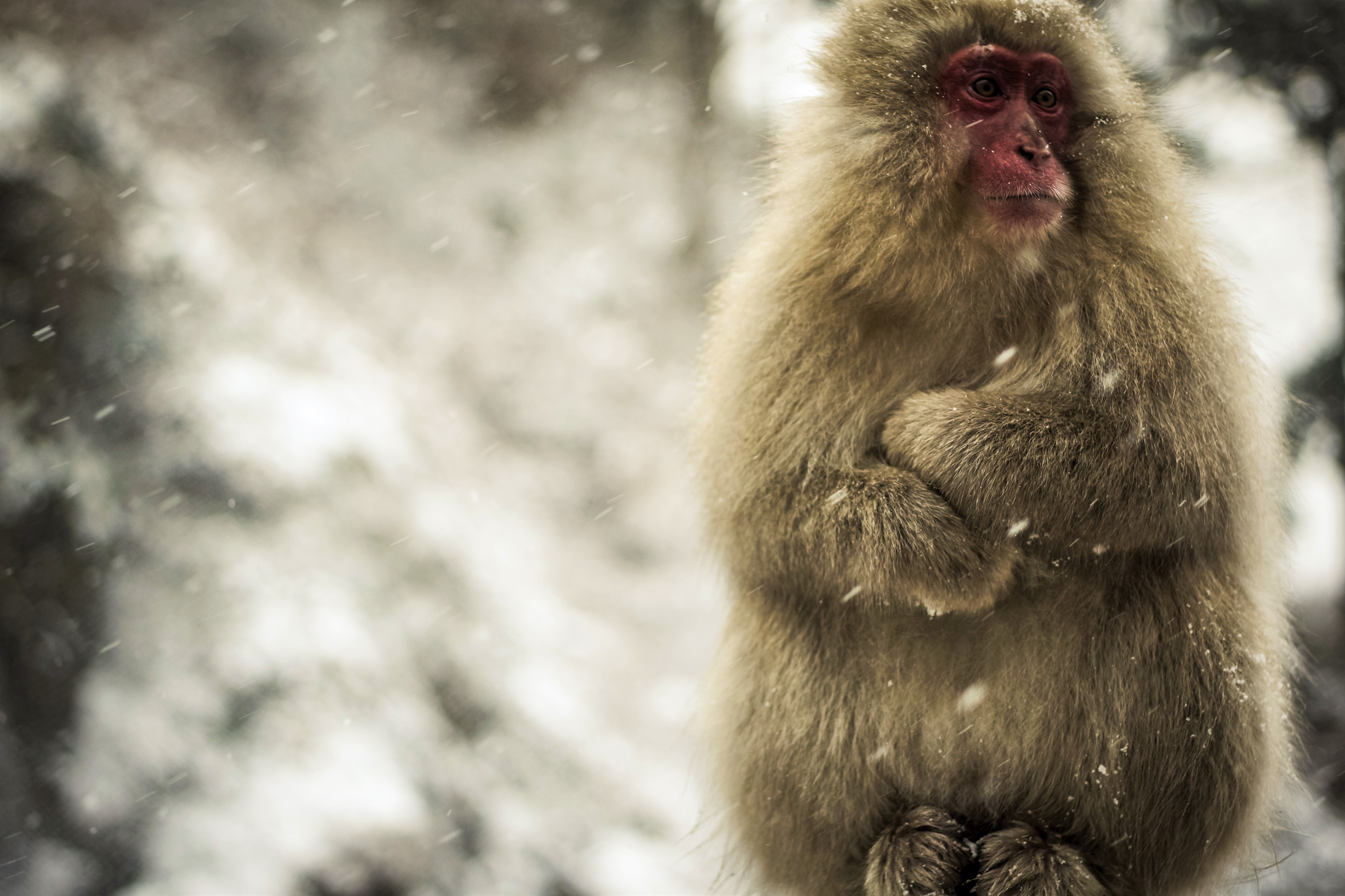 Download mobile wallpaper Monkeys, Monkey, Animal, Snowfall, Macaque, Japanese Macaque for free.
