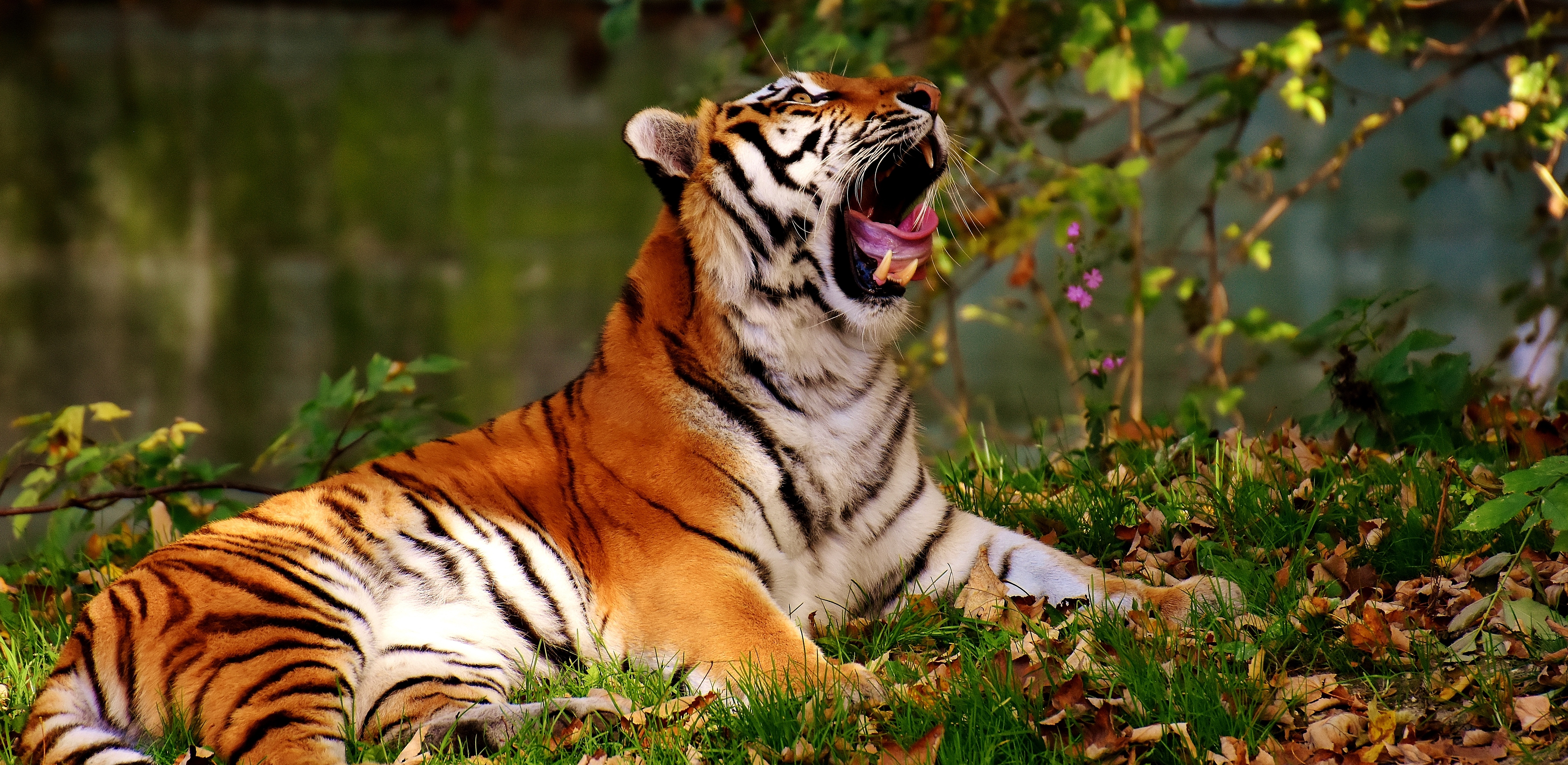 Download mobile wallpaper Yawns, Predator, Animals, Big Cat, Tiger for free.