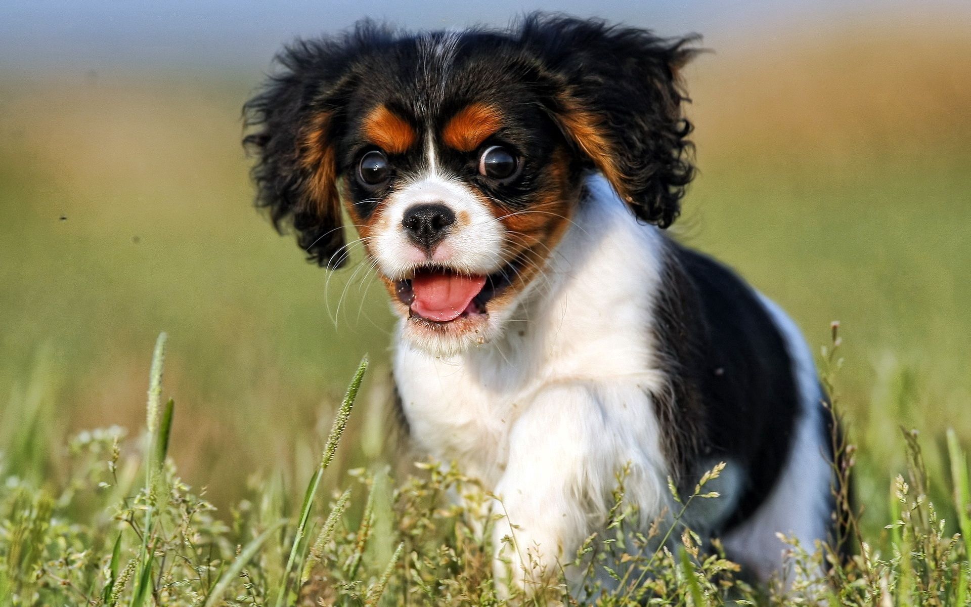 Free download wallpaper Opinion, Puppy, Dog, Sight, Animals on your PC desktop