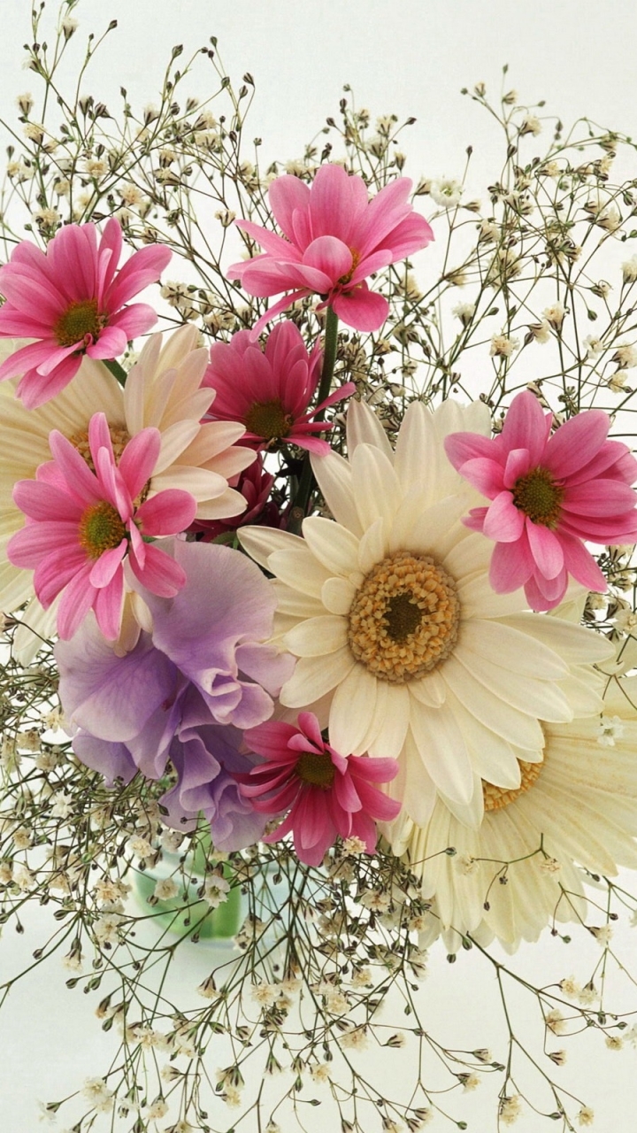 1118677 免費下載壁紙 自然, 花, 非洲菊, 粉红色的花, 地球, 满天星, 雏菊, 花束, 白色的花, 花卉 屏保和圖片