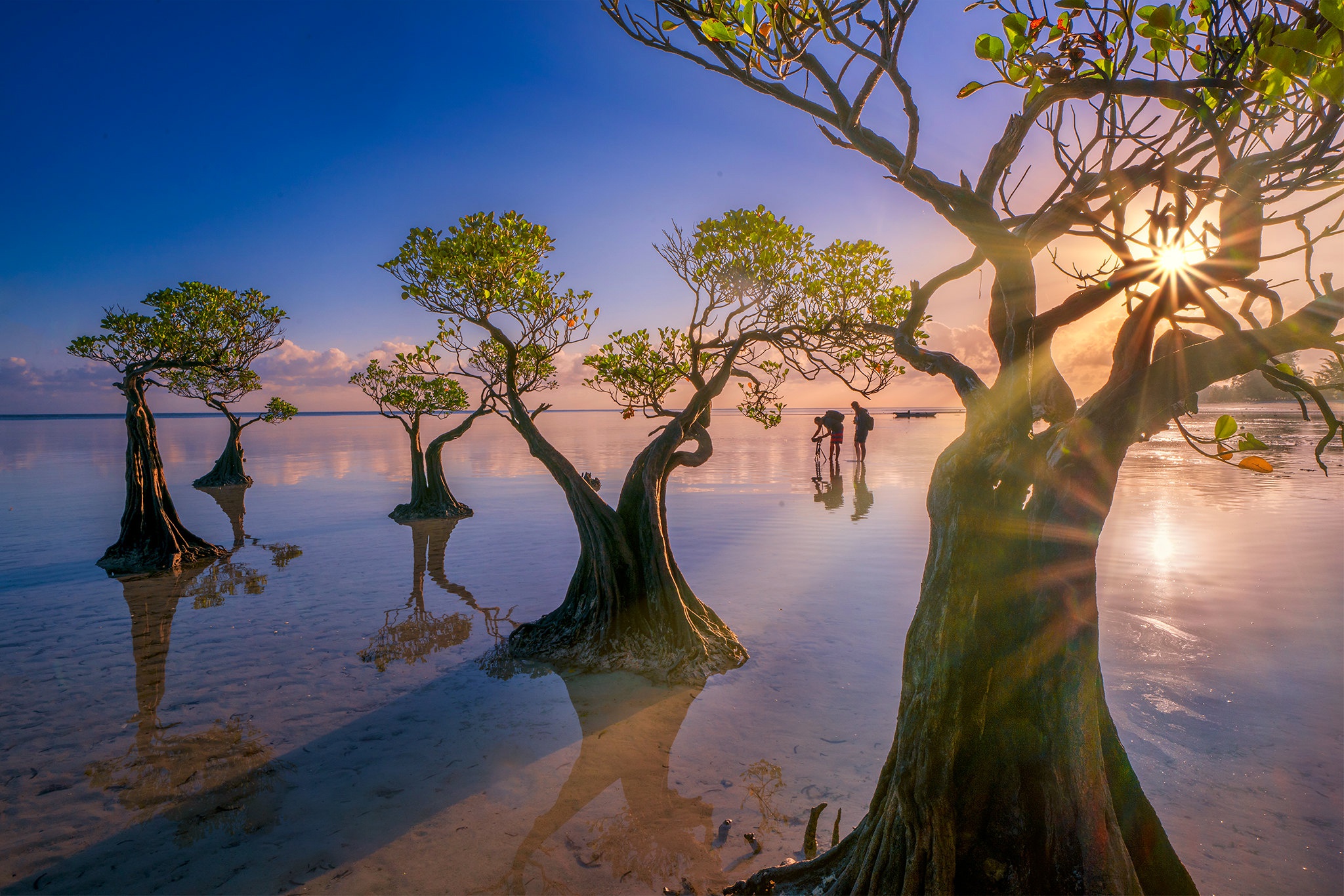 Танцующие деревья. Остров Сумба, Индонезия. Мангровое дерево