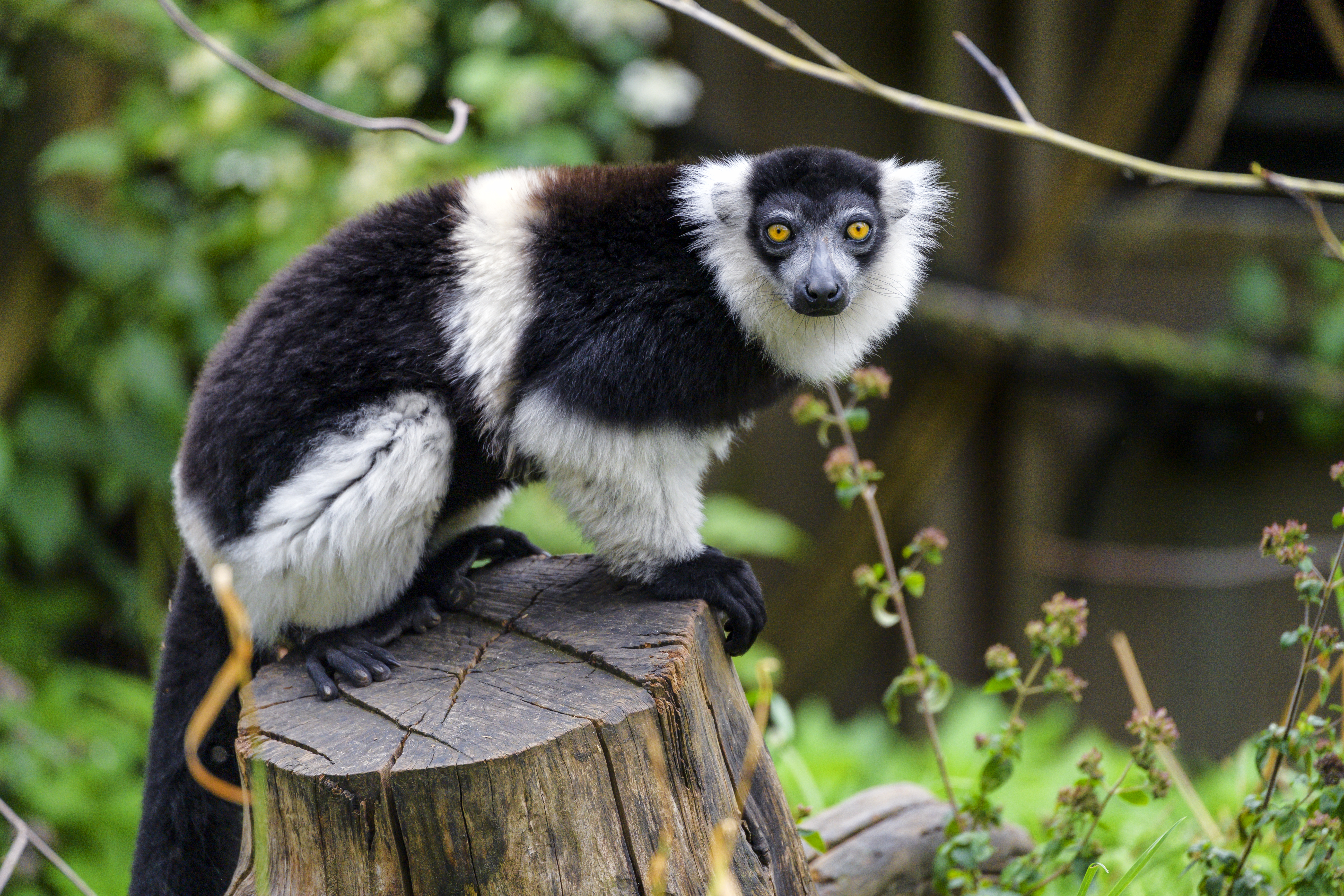 Download mobile wallpaper Sight, Opinion, Lemur, Animals, Muzzle, Animal for free.