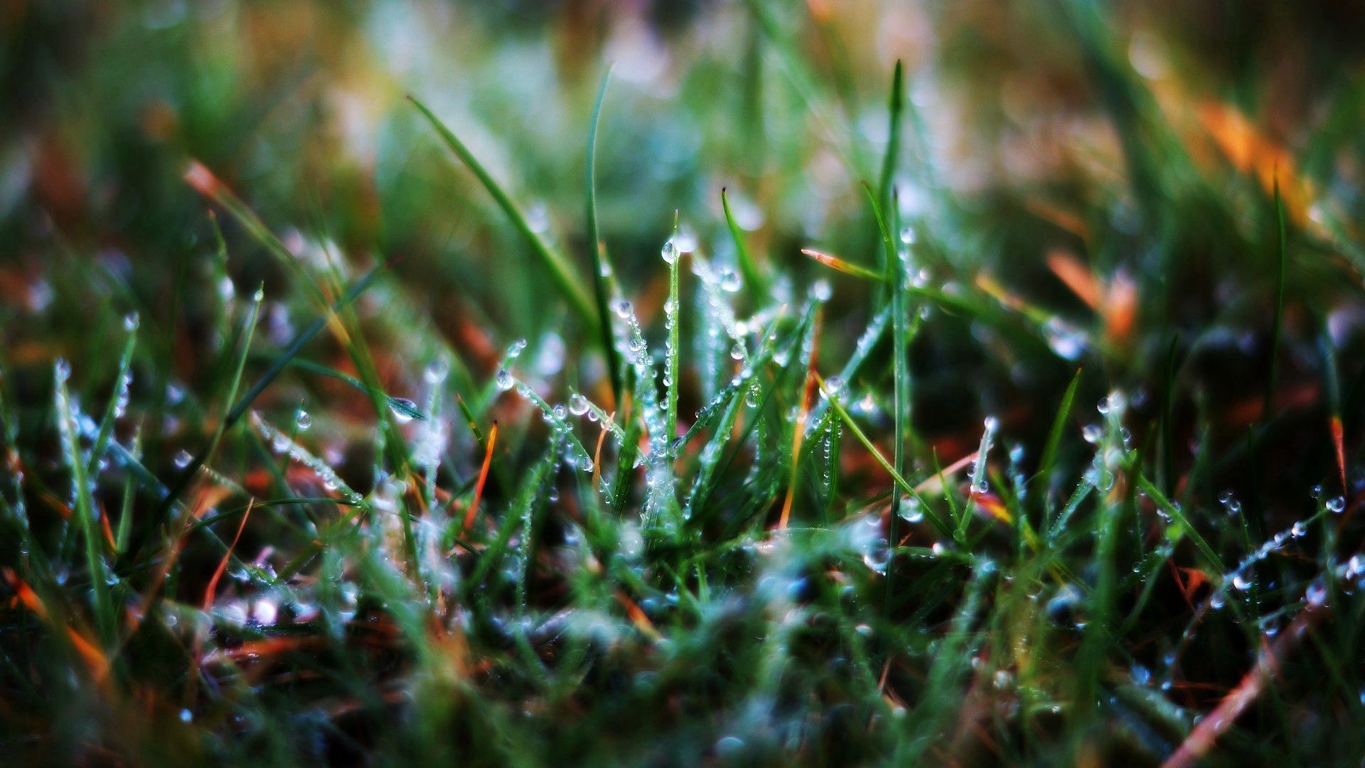 grass, drops, macro, wet, morning, dew, humid