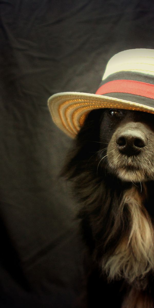 Животные шляпа. Собачка в шляпе. Собачка в шляпке. Шляпки для собак. Щенок в шляпе.