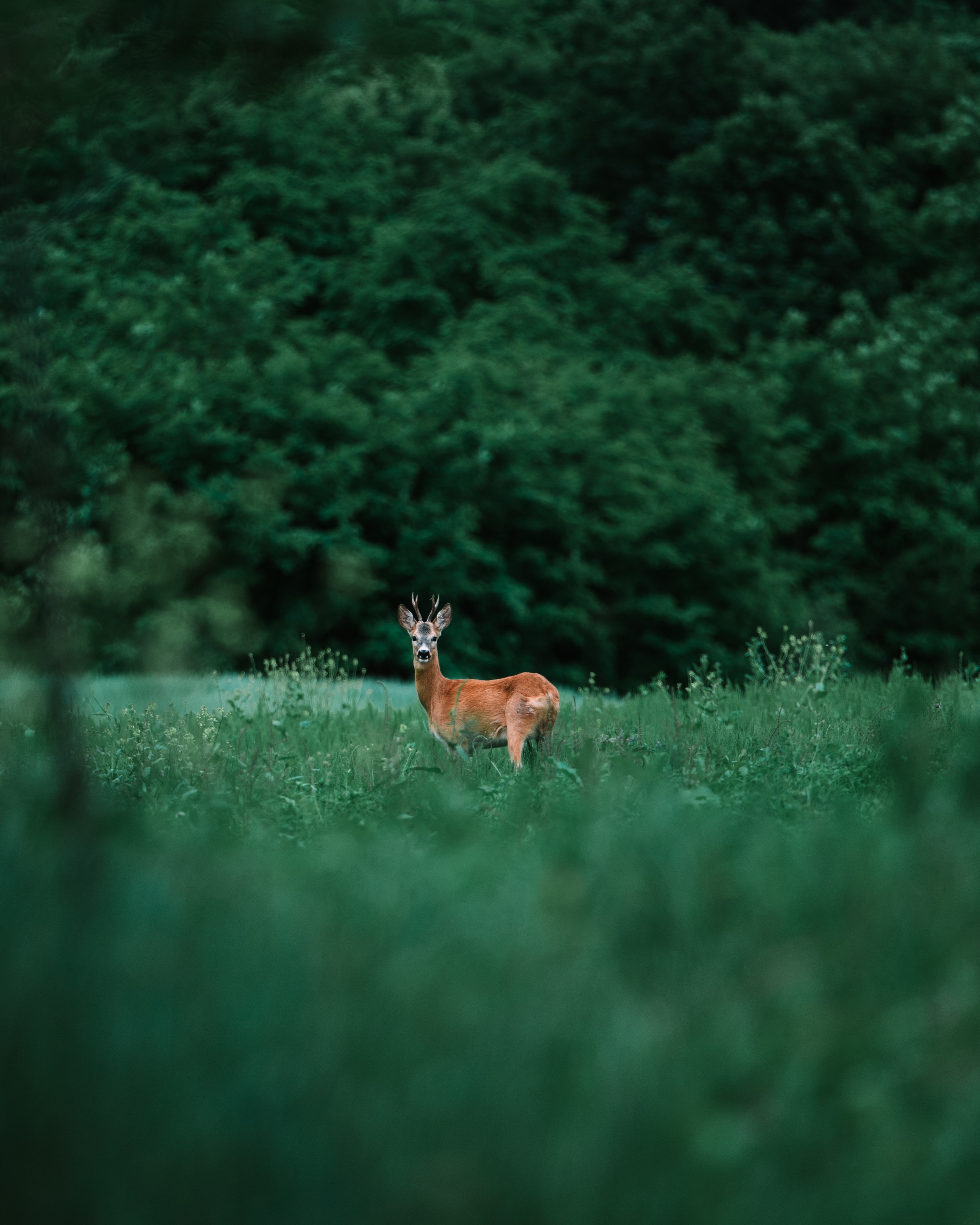 animal, animals, grass, sight, opinion, deer HD wallpaper